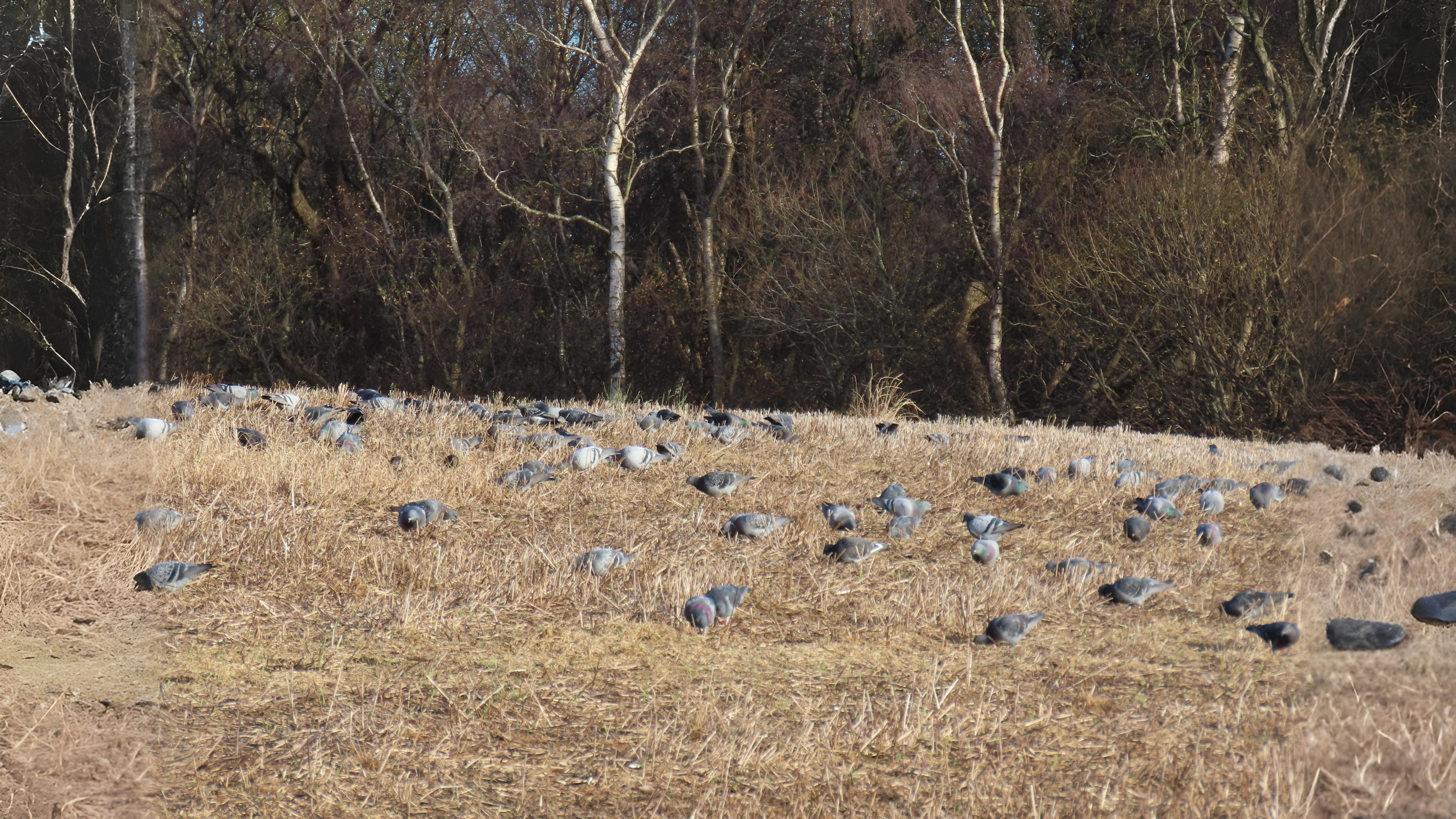 05-Oct London's Gathering Flocks Section Image