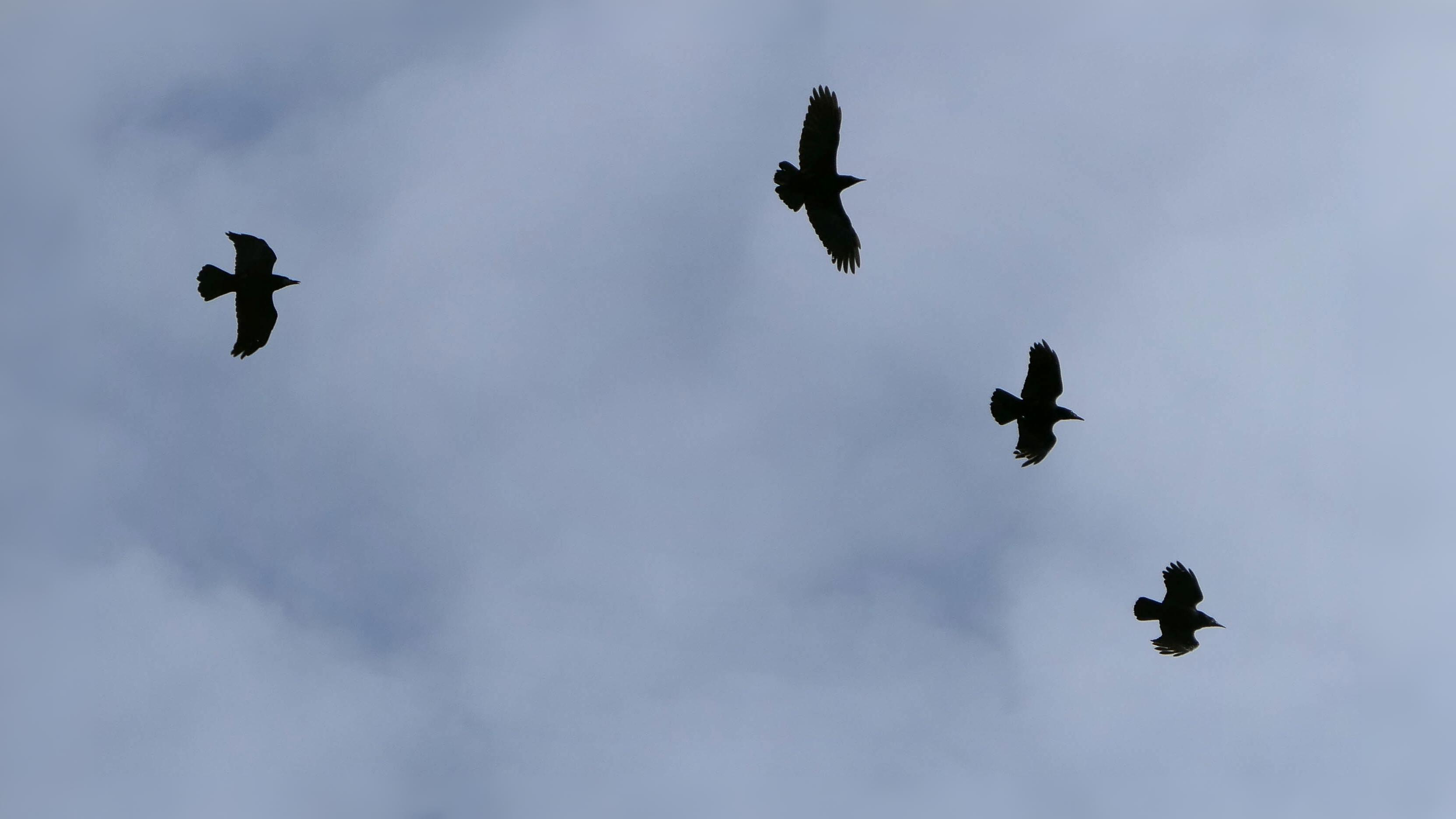 05-Oct London's Gathering Flocks Section Image