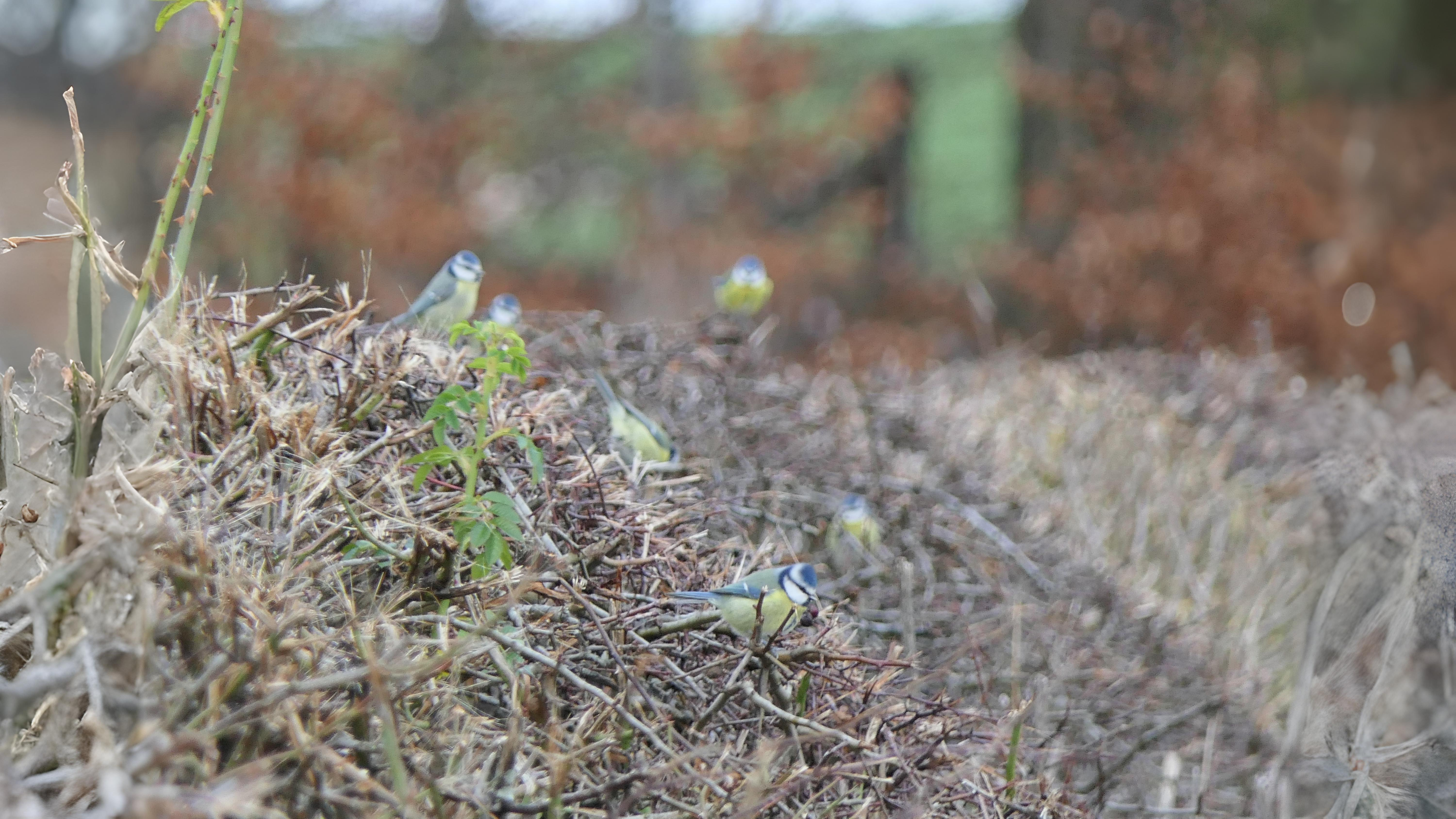 05-Oct London's Gathering Flocks Section Image