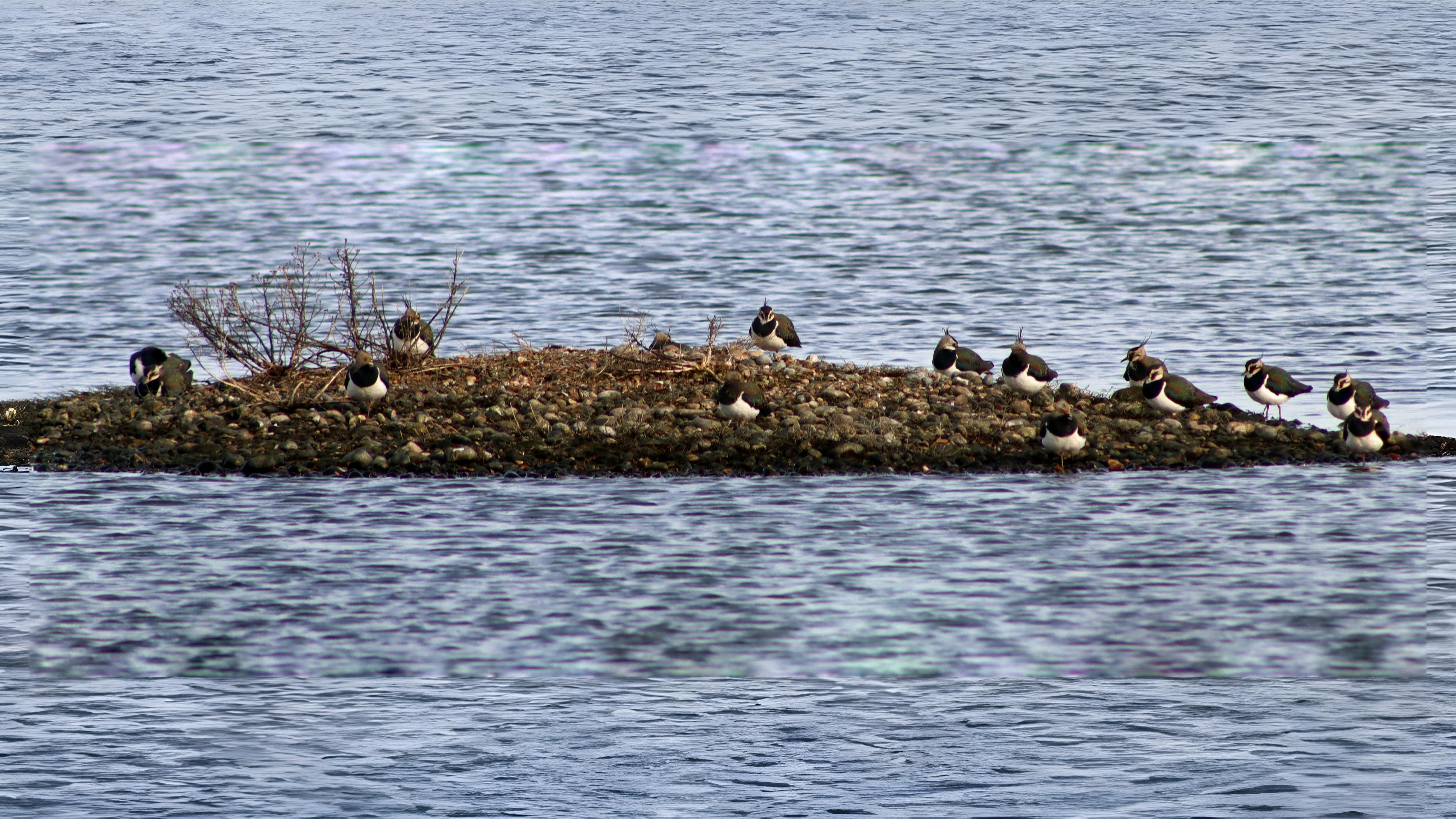 05-Oct London's Gathering Flocks Section Image