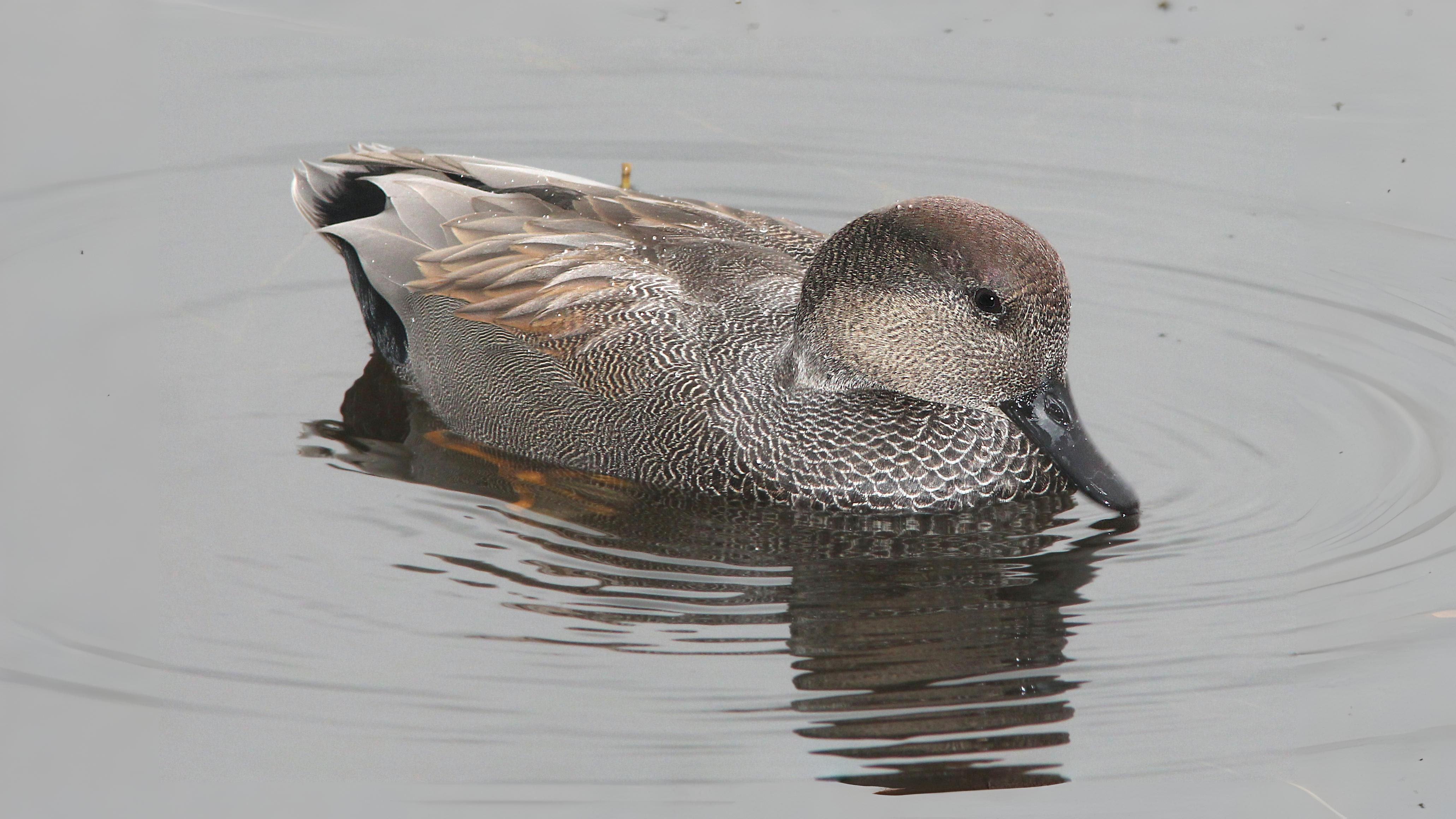 05-Oct London's Gathering Flocks Section Image