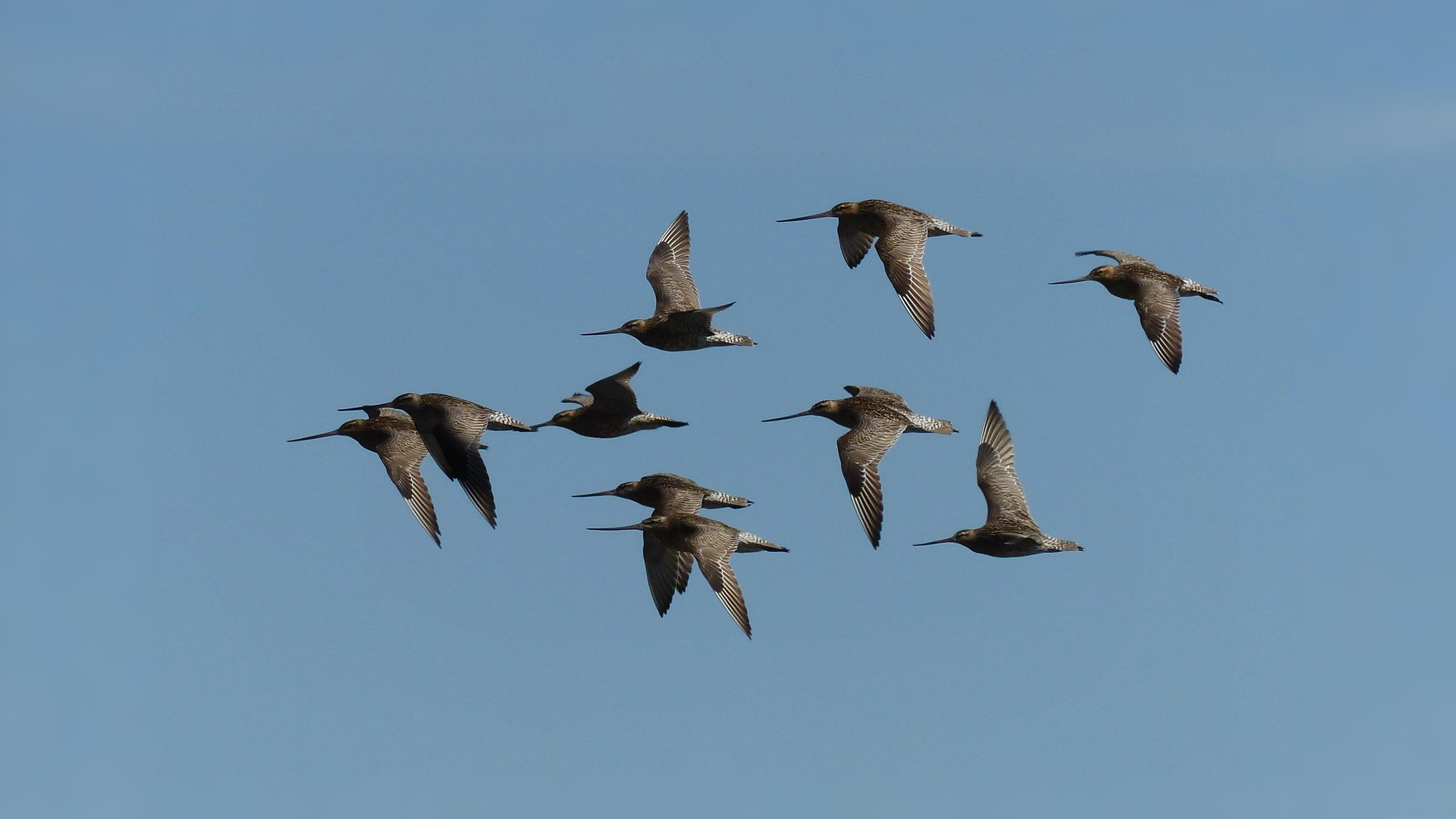 06-Oct October's Winged Visitors Section Image
