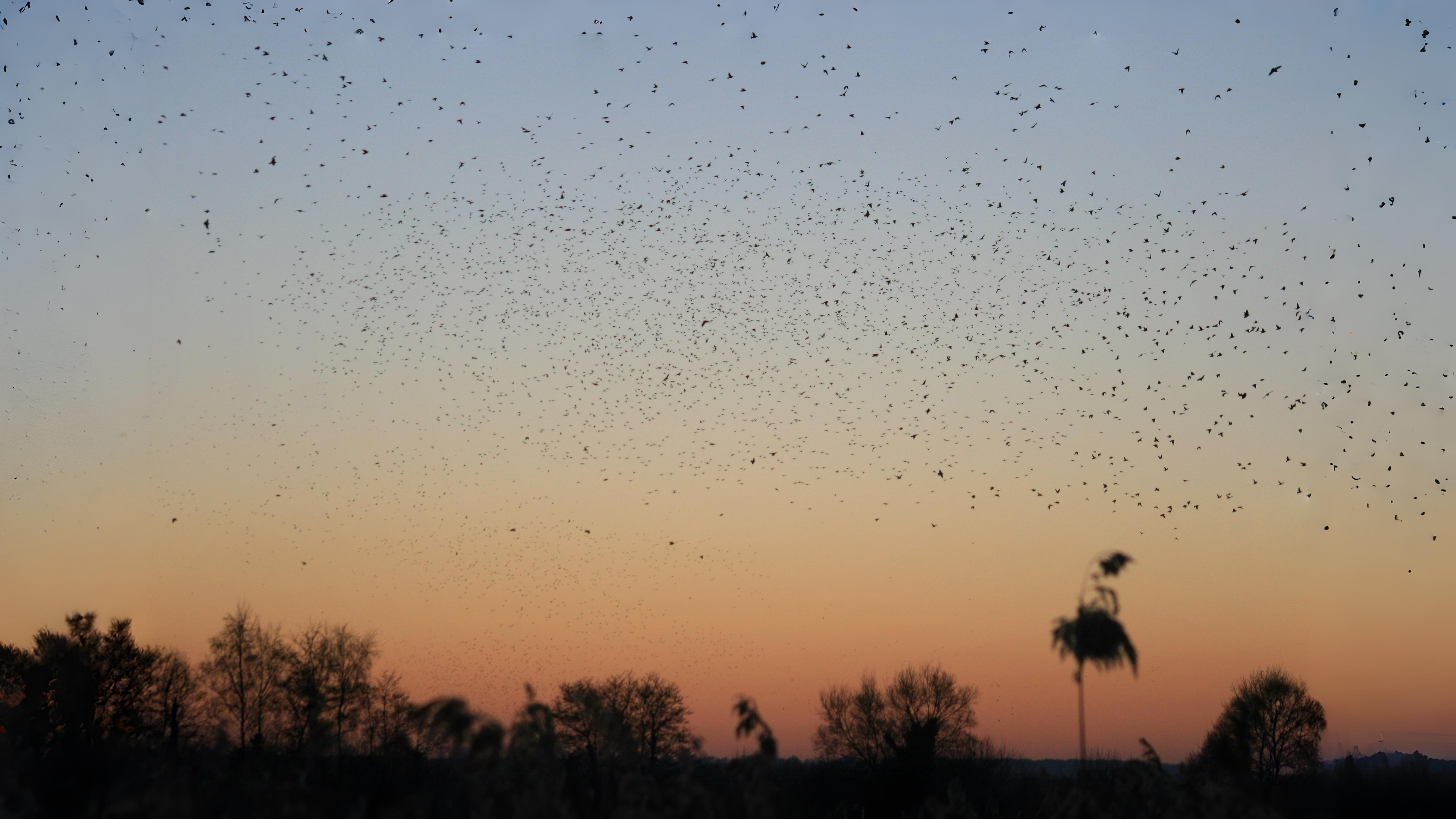 06-Oct October's Winged Visitors Section Image