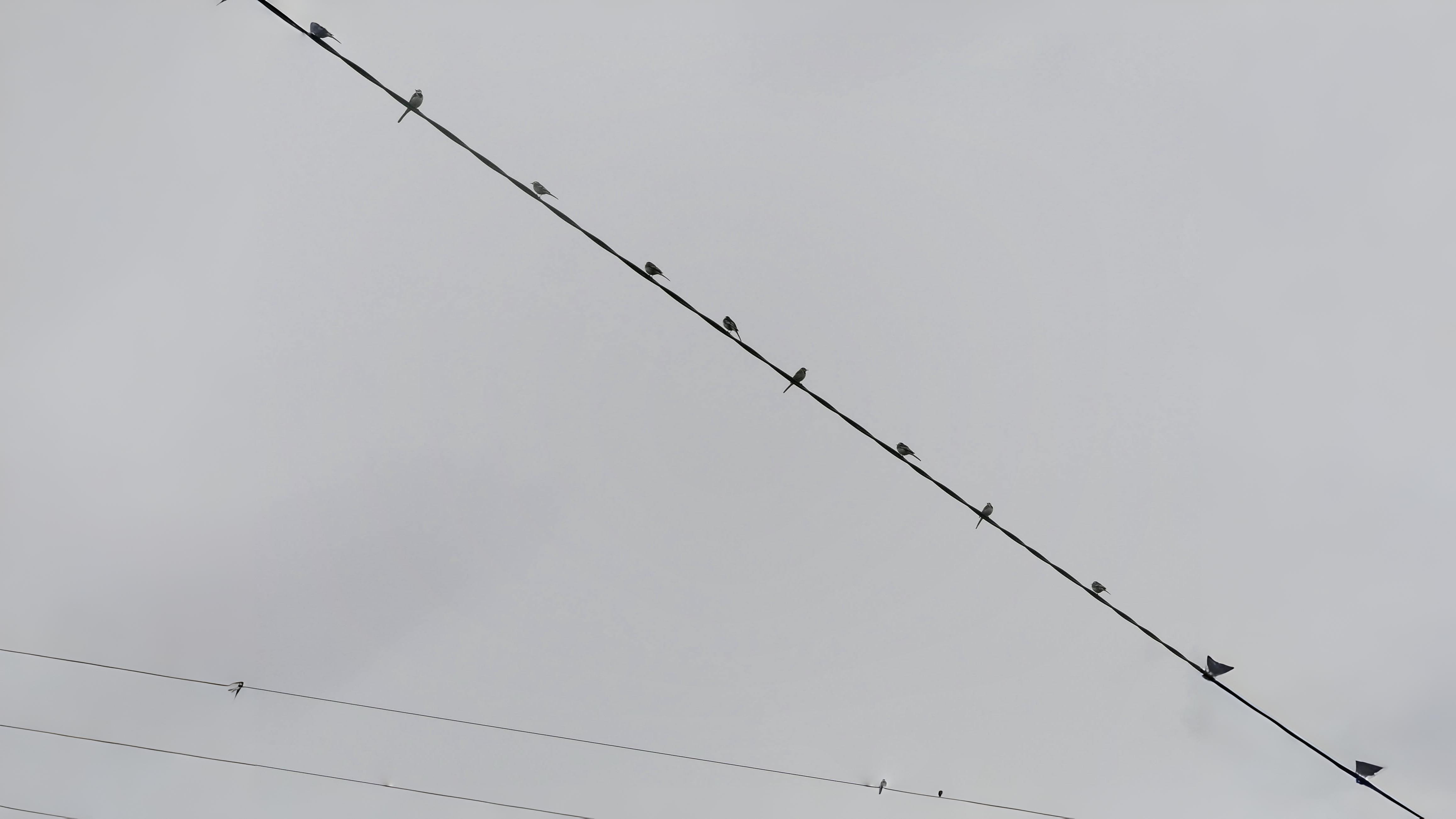 06-Oct October's Winged Visitors Section Image