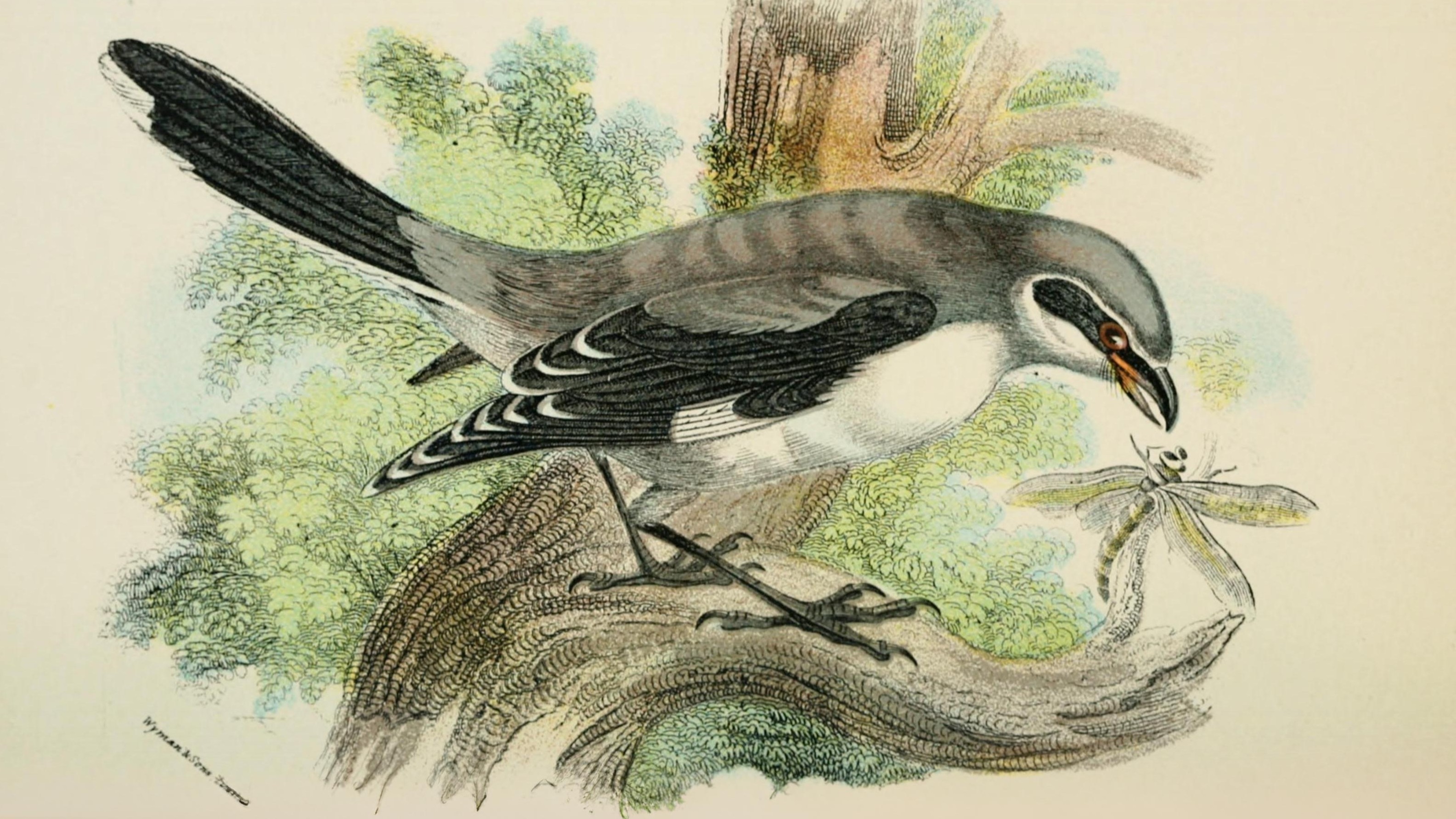 06-Oct October's Winged Visitors Section Image