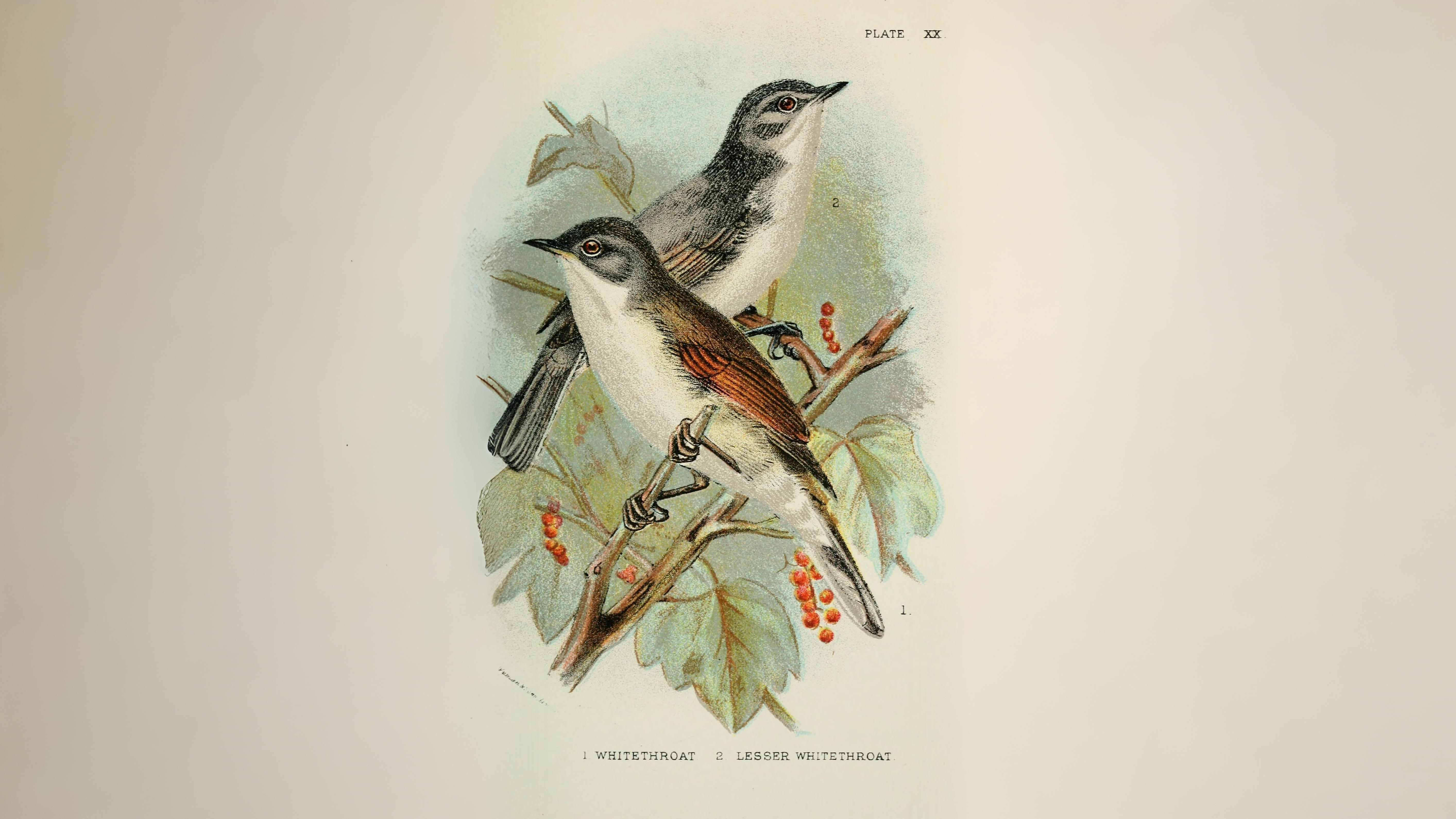 06-Oct October's Winged Visitors Section Image