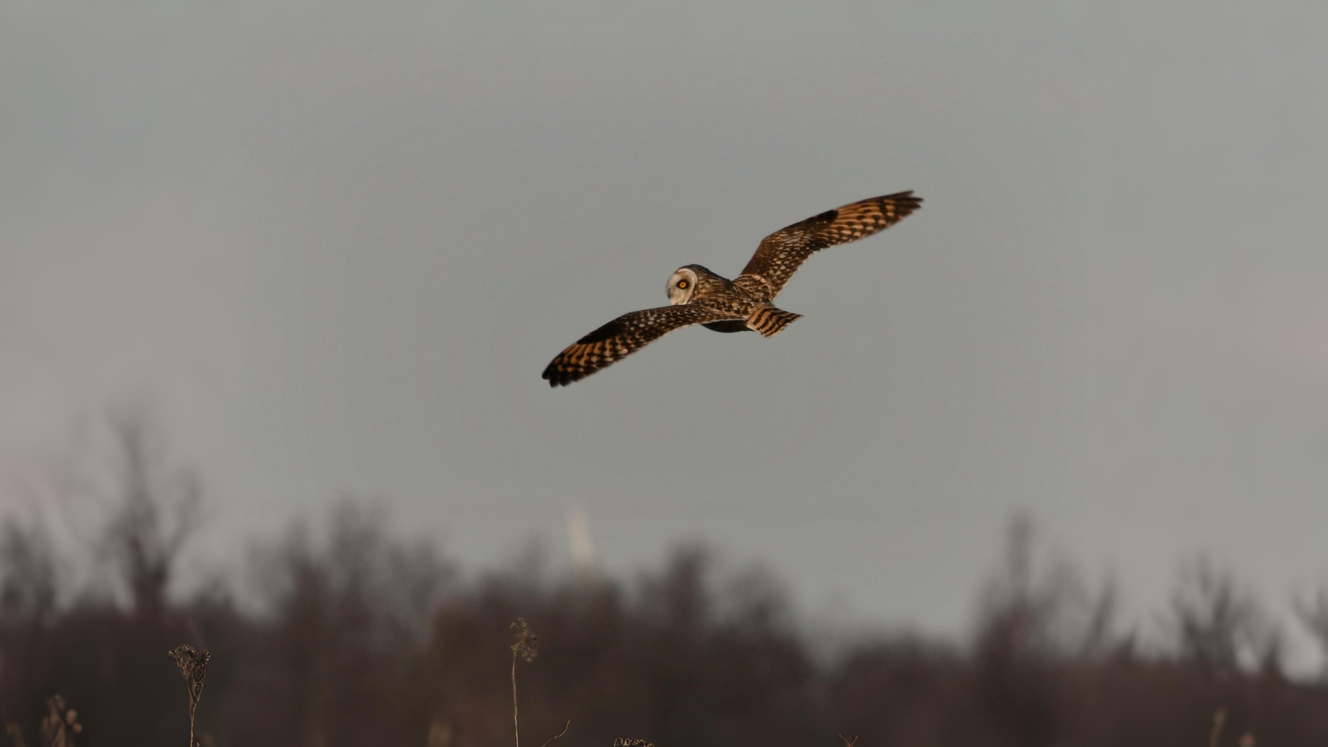 06-Oct October's Winged Visitors Section Image