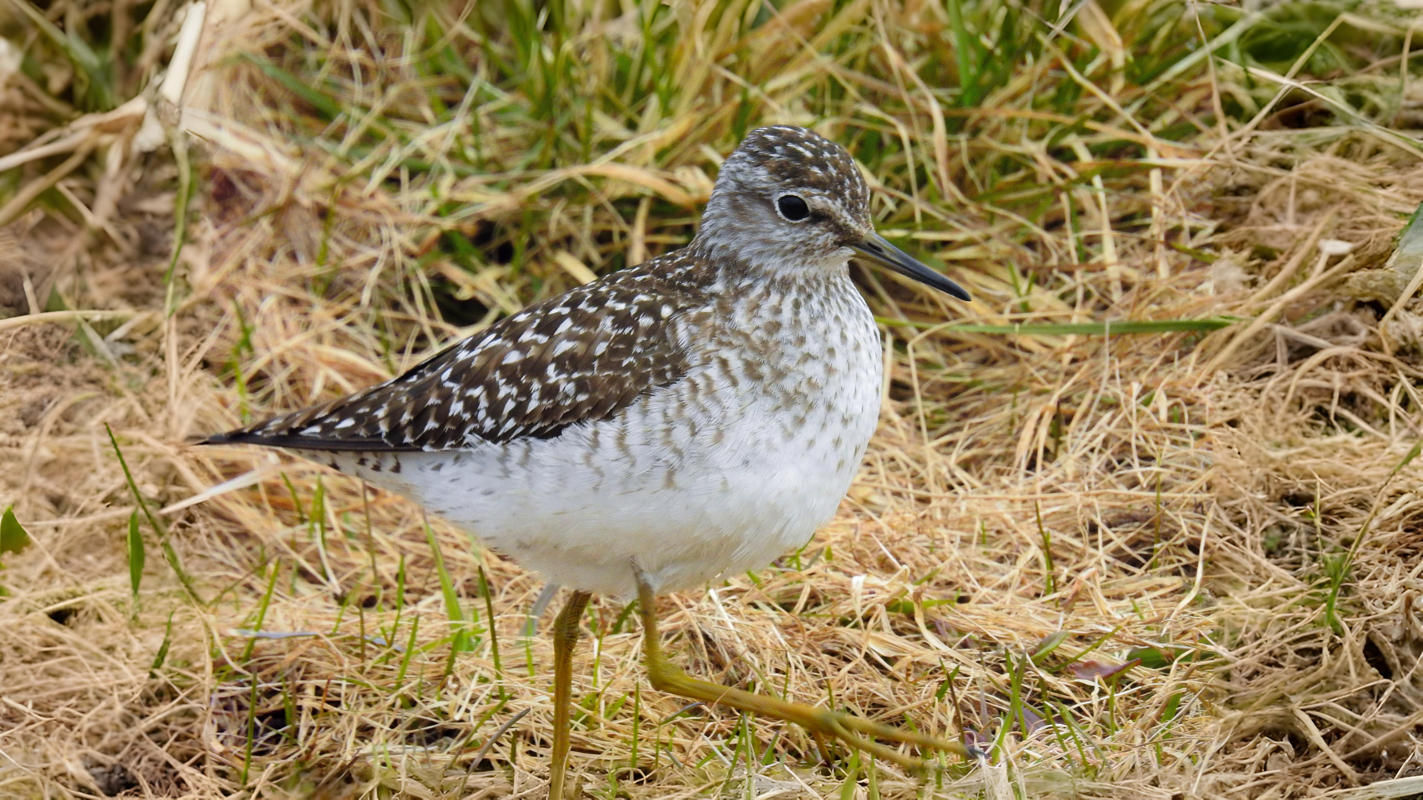 07-Oct London's Olympian Travellers Section Image