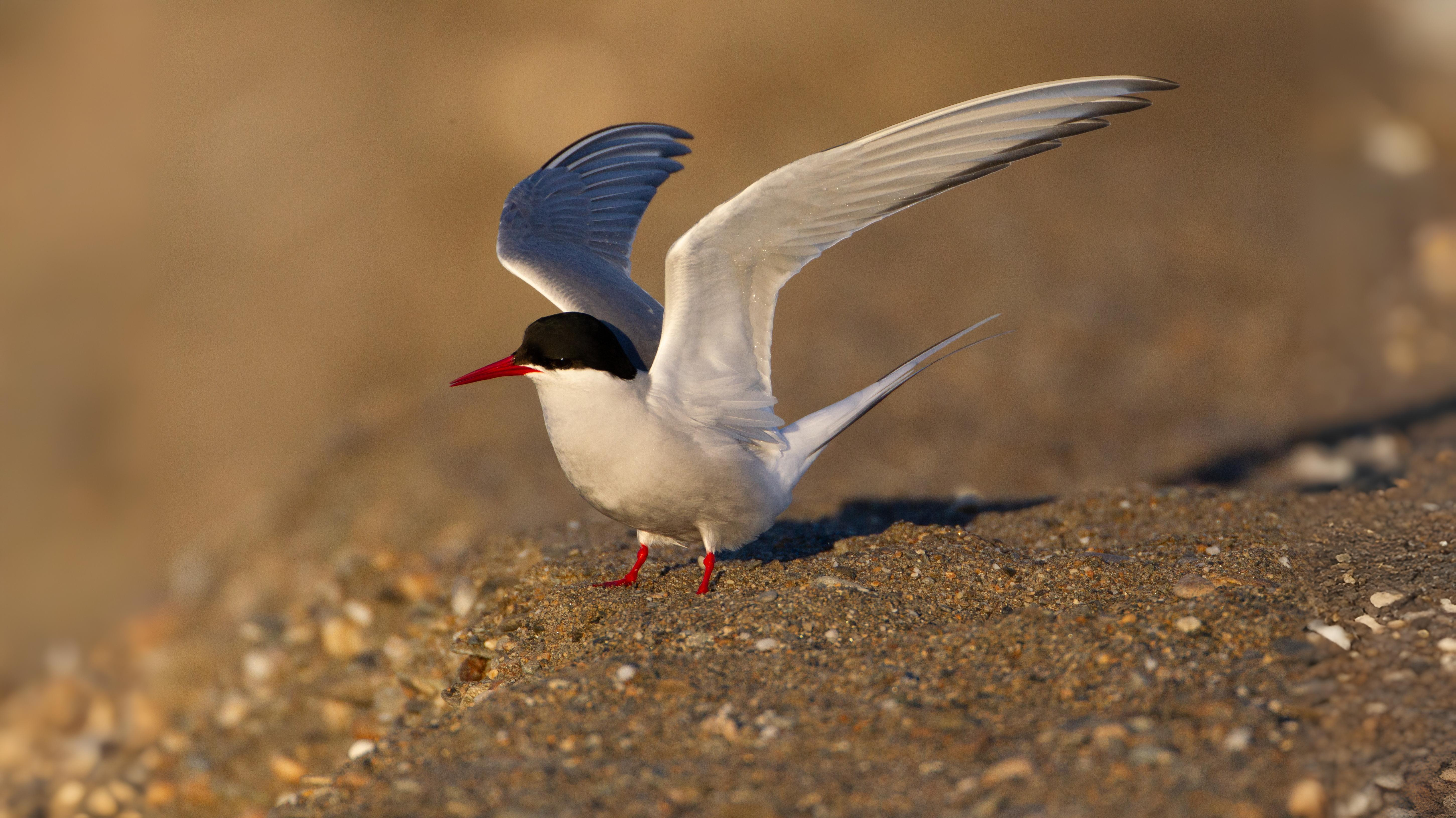 07-Oct London's Olympian Travellers Section Image