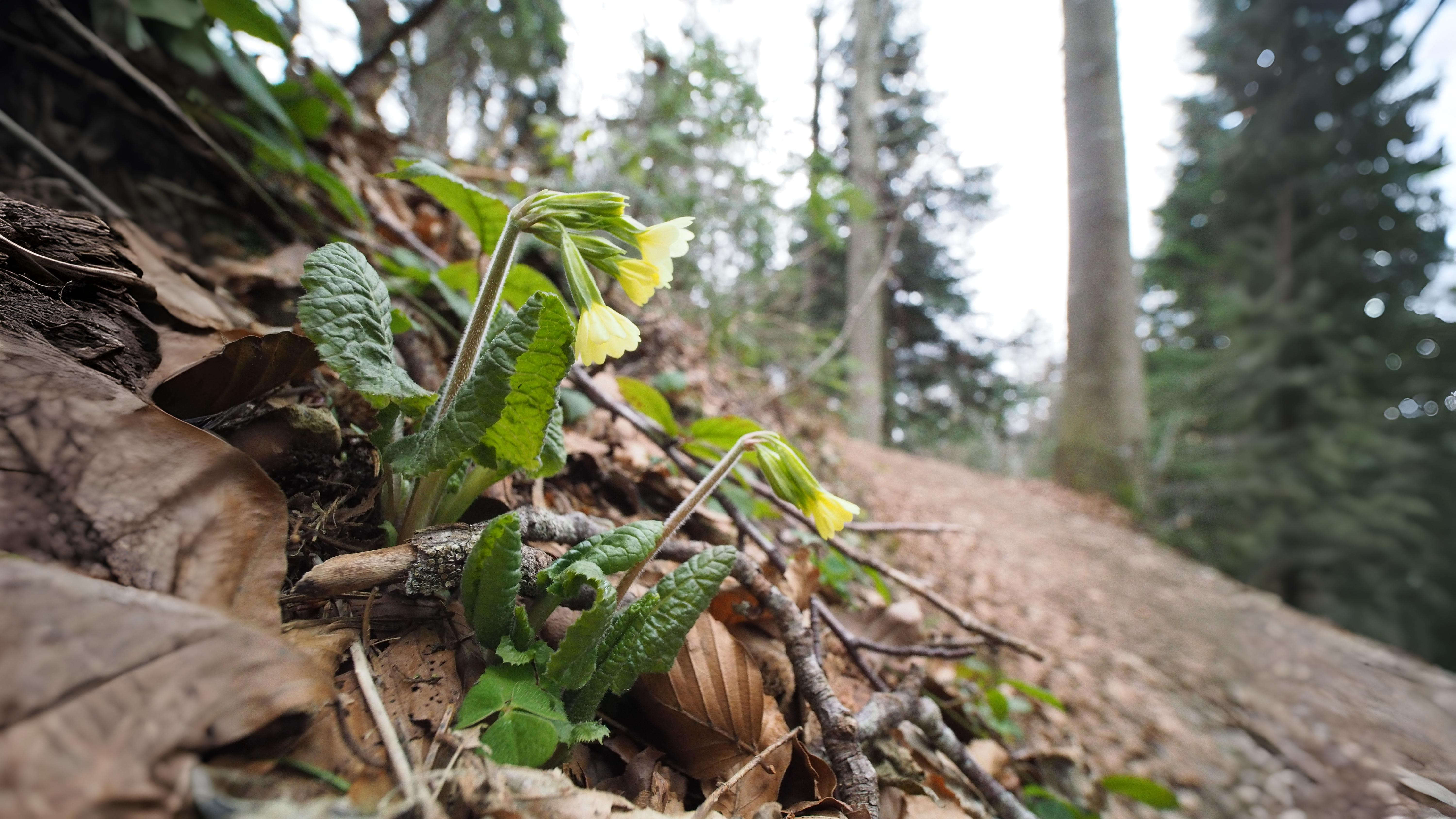 08-Oct October's Lingering Blooms Section Image