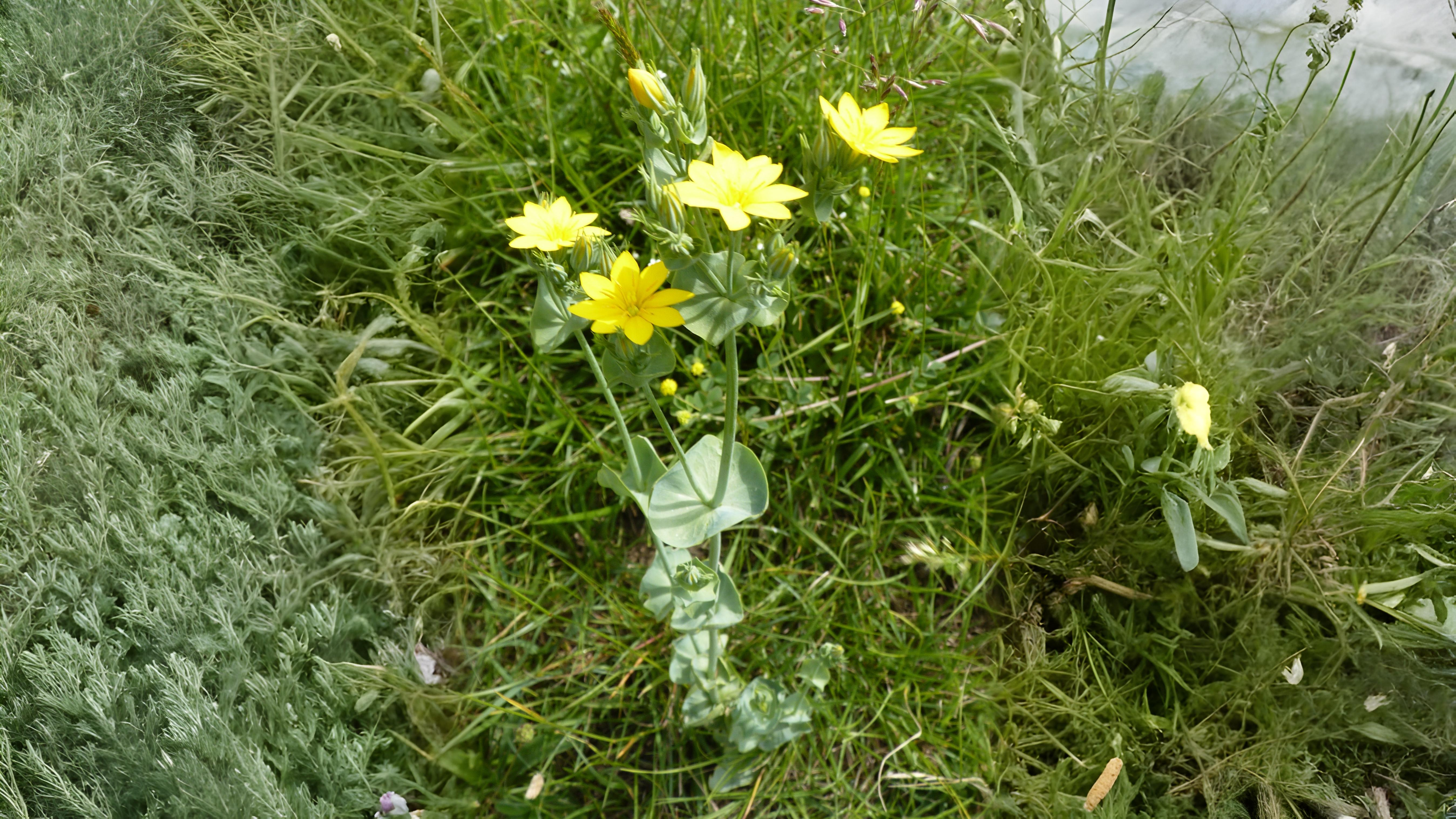 08-Oct October's Lingering Blooms Section Image