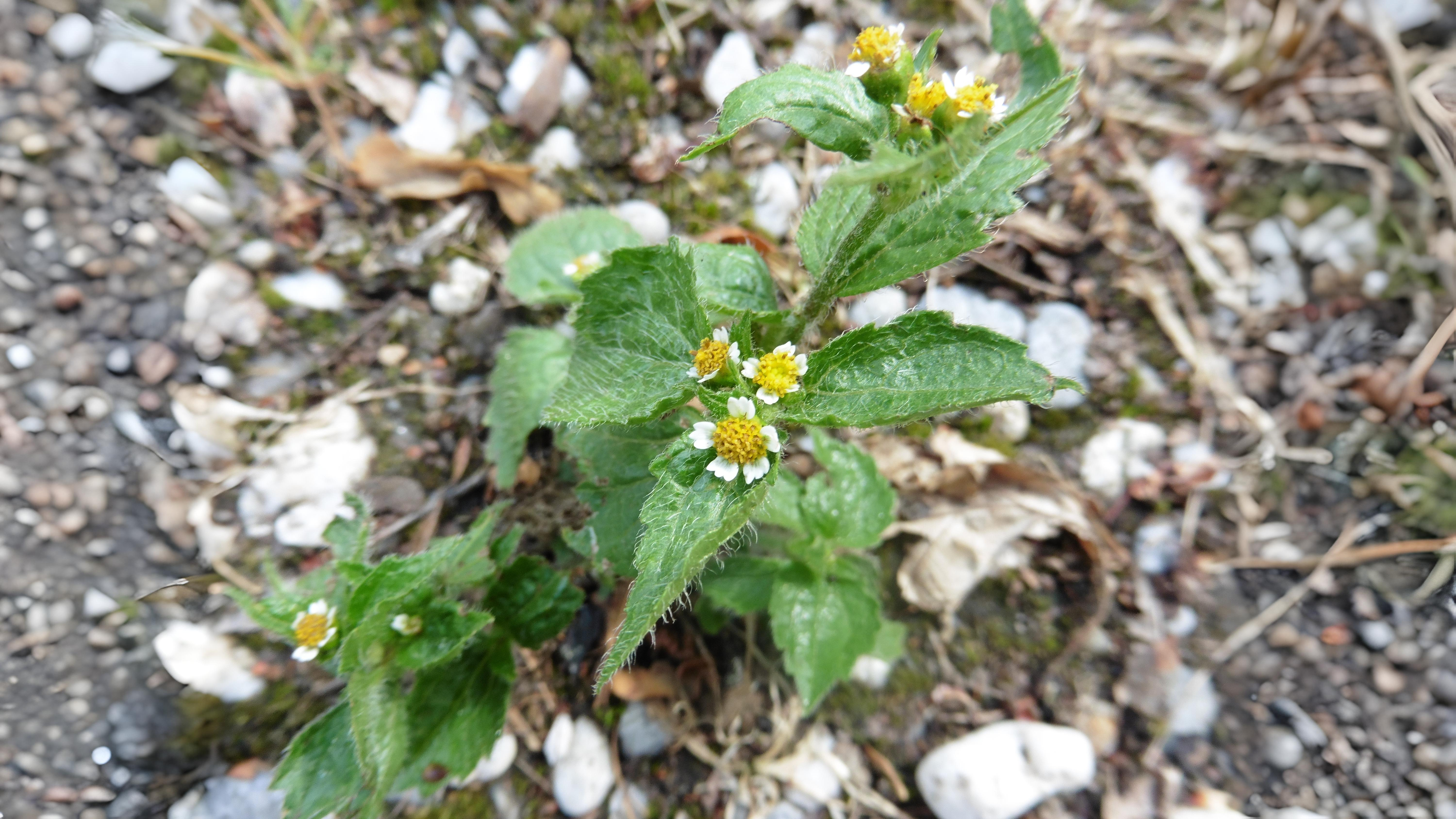 08-Oct October's Lingering Blooms Section Image
