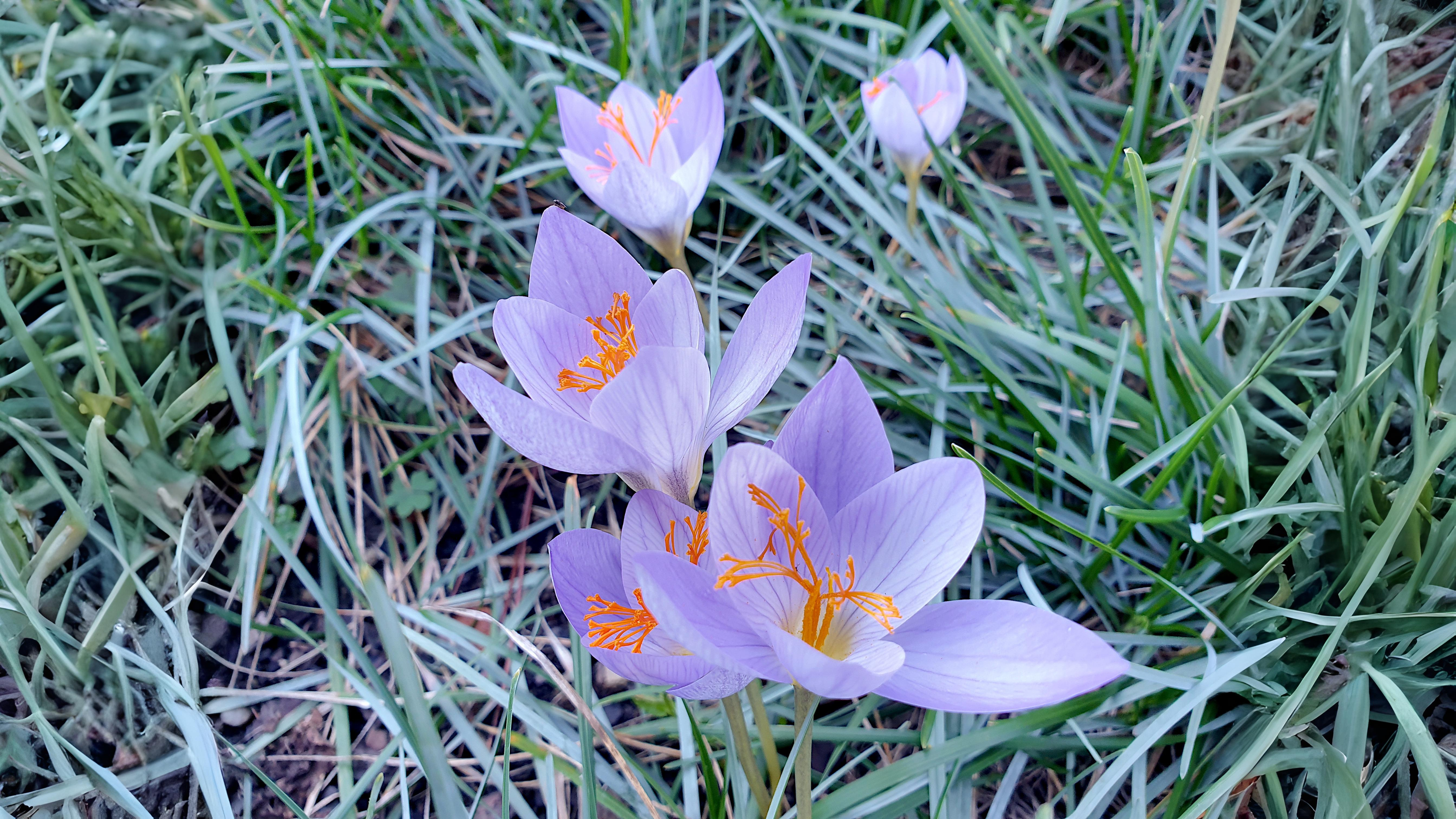 08-Oct October's Lingering Blooms Section Image