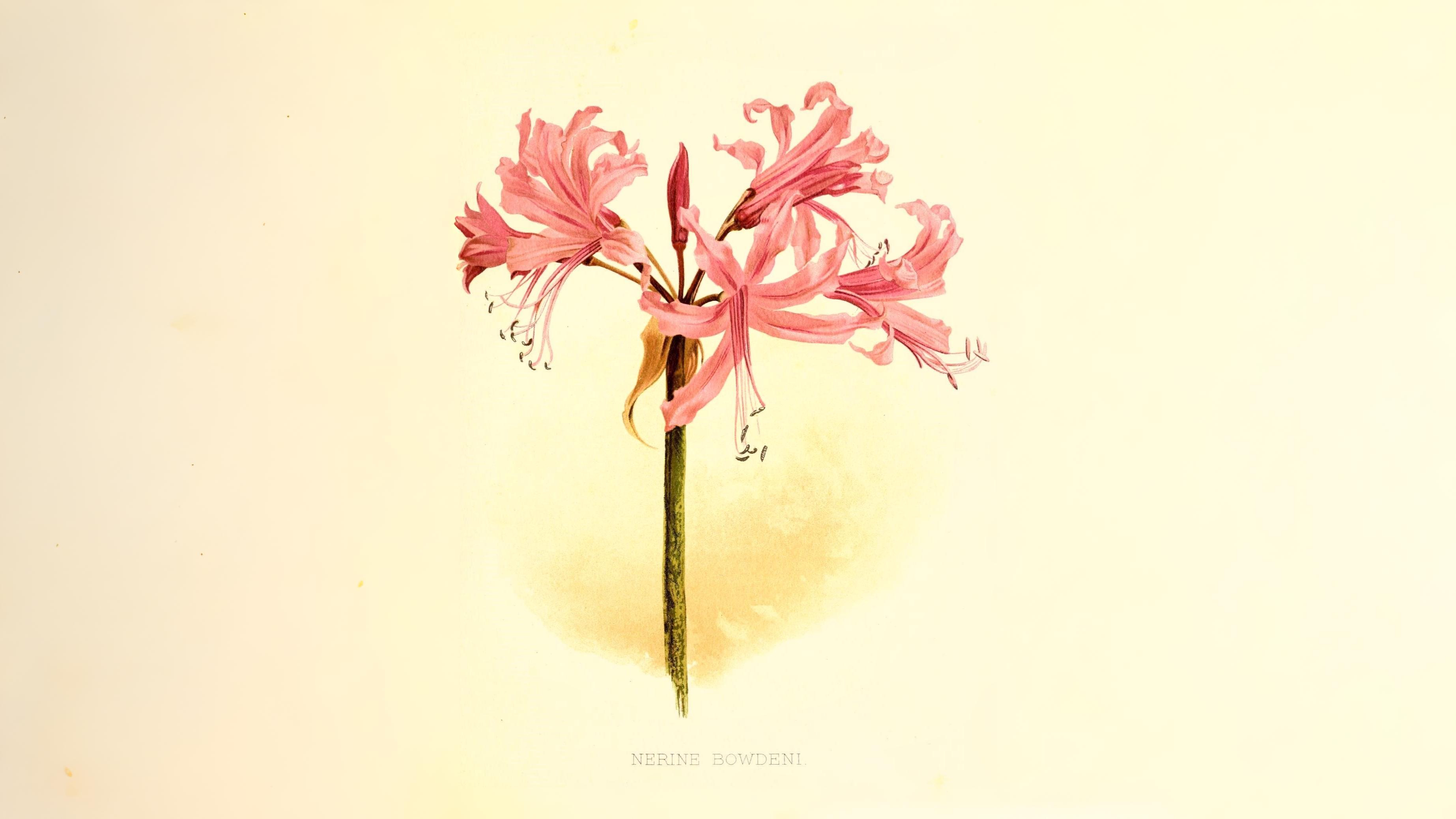 09-Oct Autumn's Final Flourish Section Image