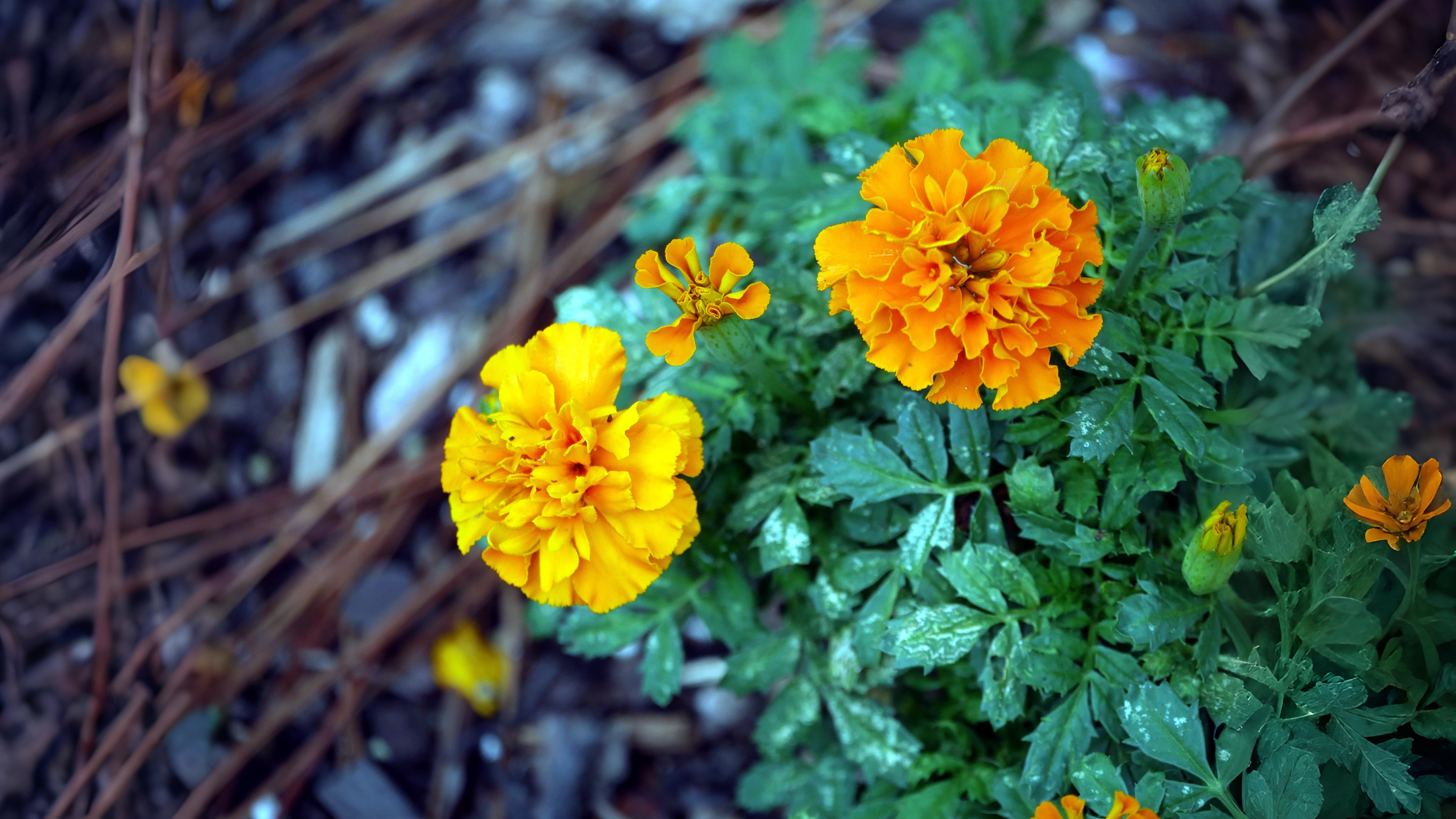 09-Oct Autumn's Final Flourish Section Image