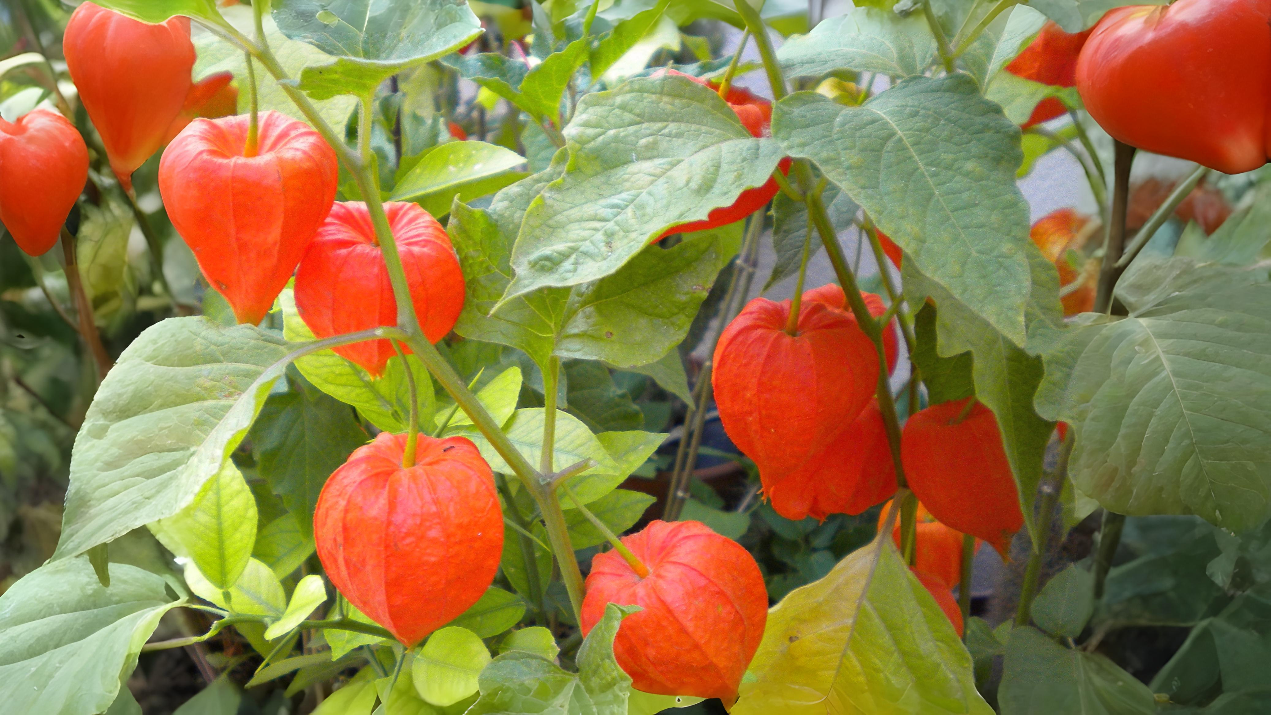 09-Oct Autumn's Final Flourish Section Image