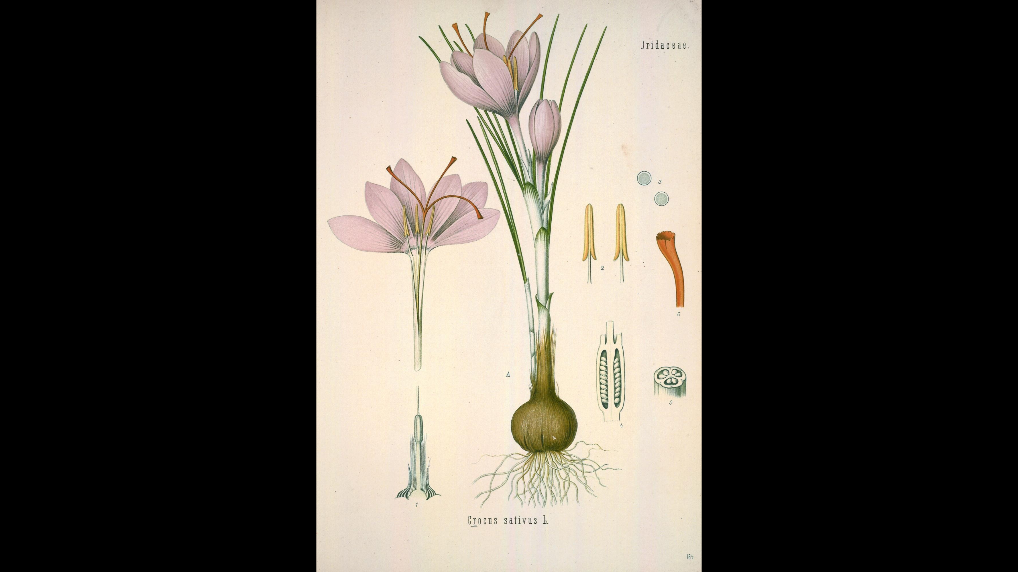 09-Oct Autumn's Final Flourish Section Image