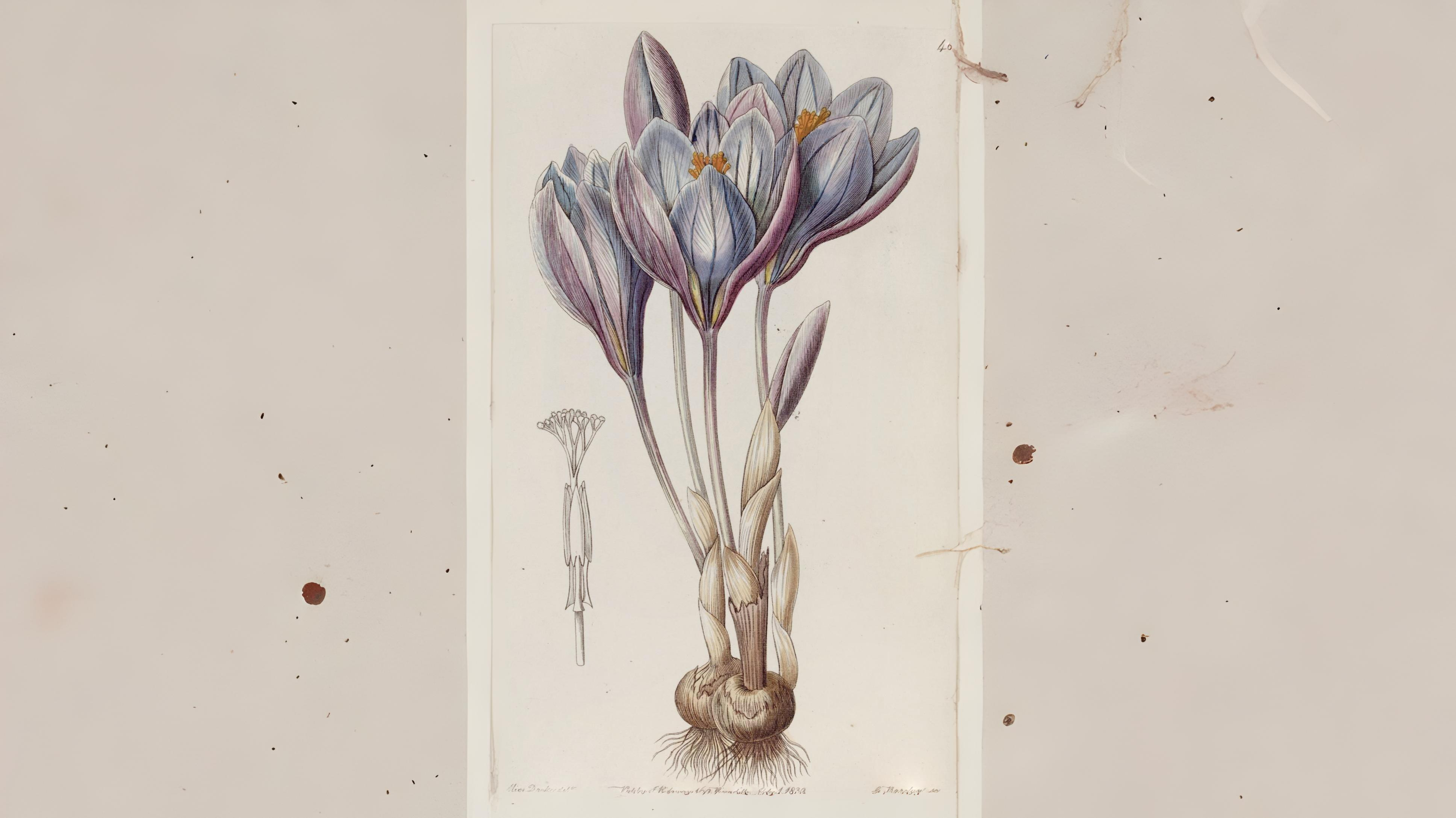 09-Oct Autumn's Final Flourish Section Image