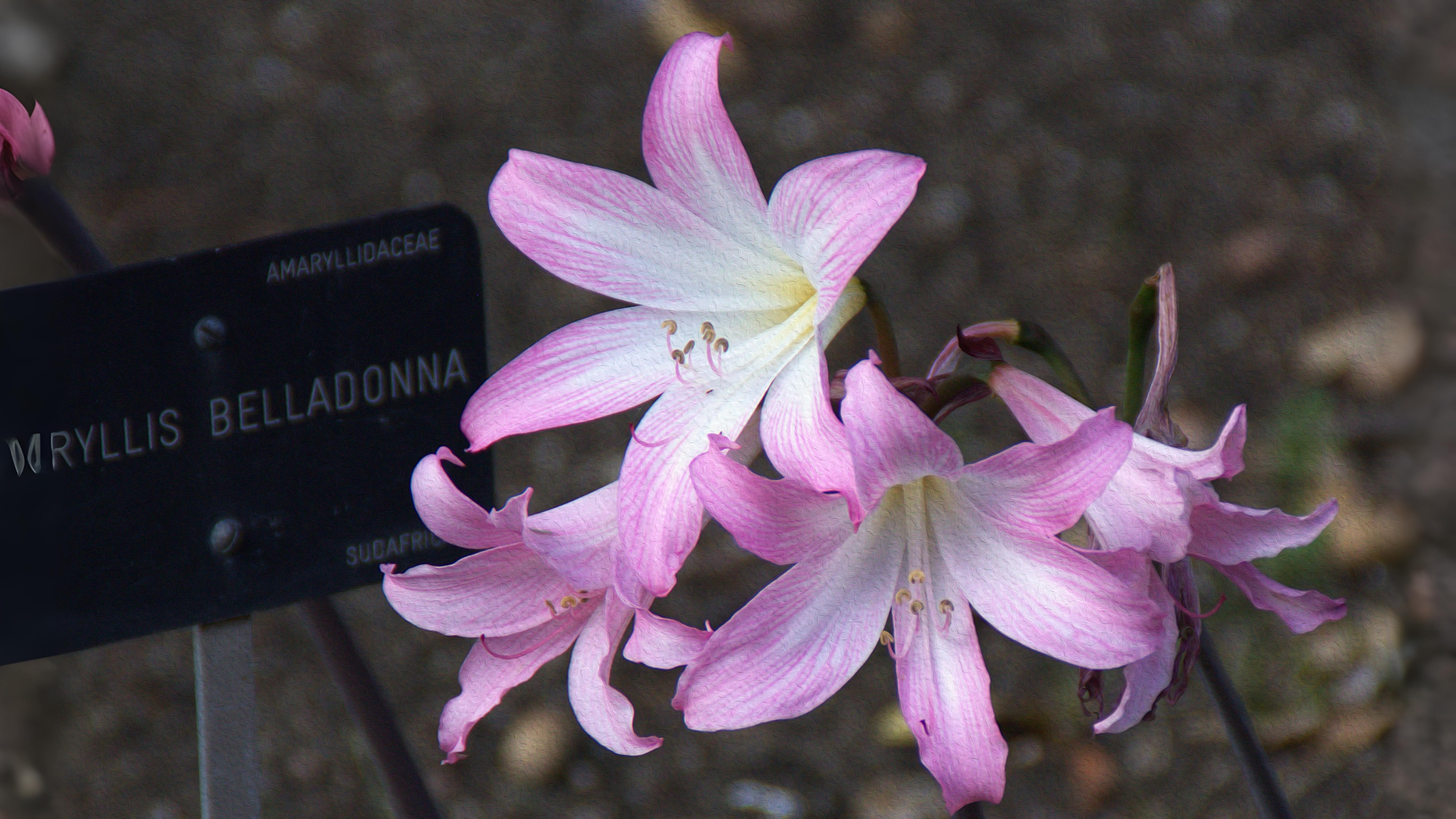 09-Oct Autumn's Final Flourish Section Image