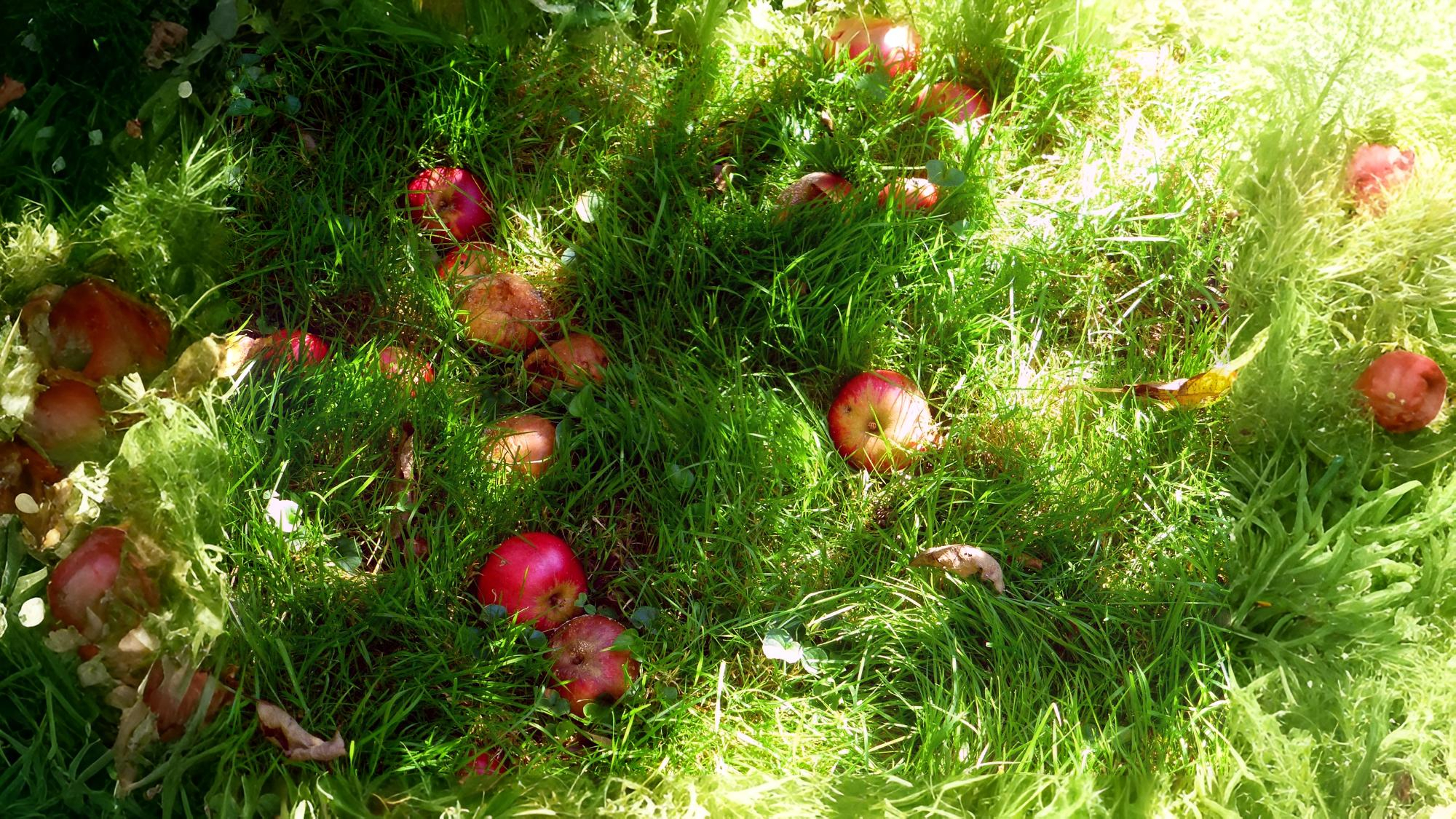 10-Oct October's Olfactory Oasis Section Image