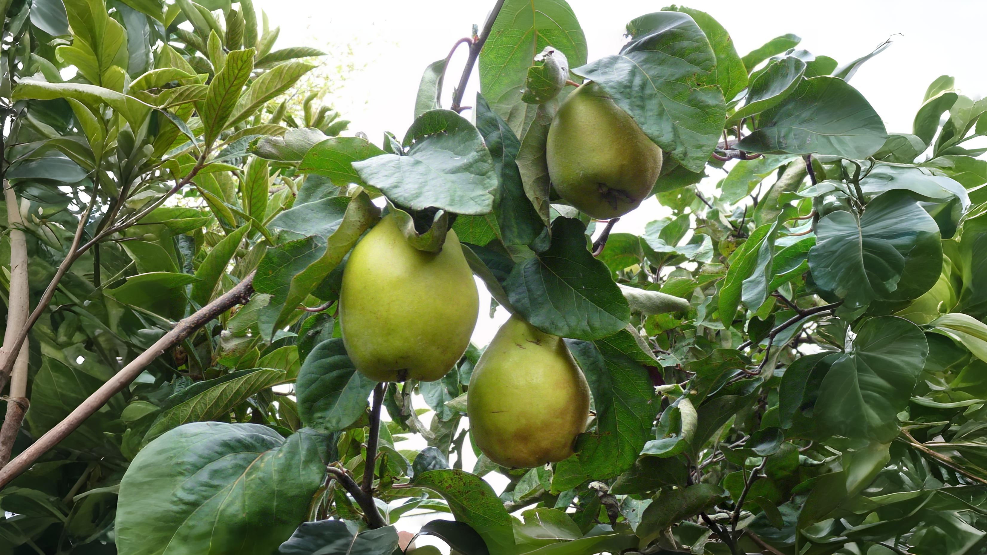 10-Oct October's Olfactory Oasis Section Image