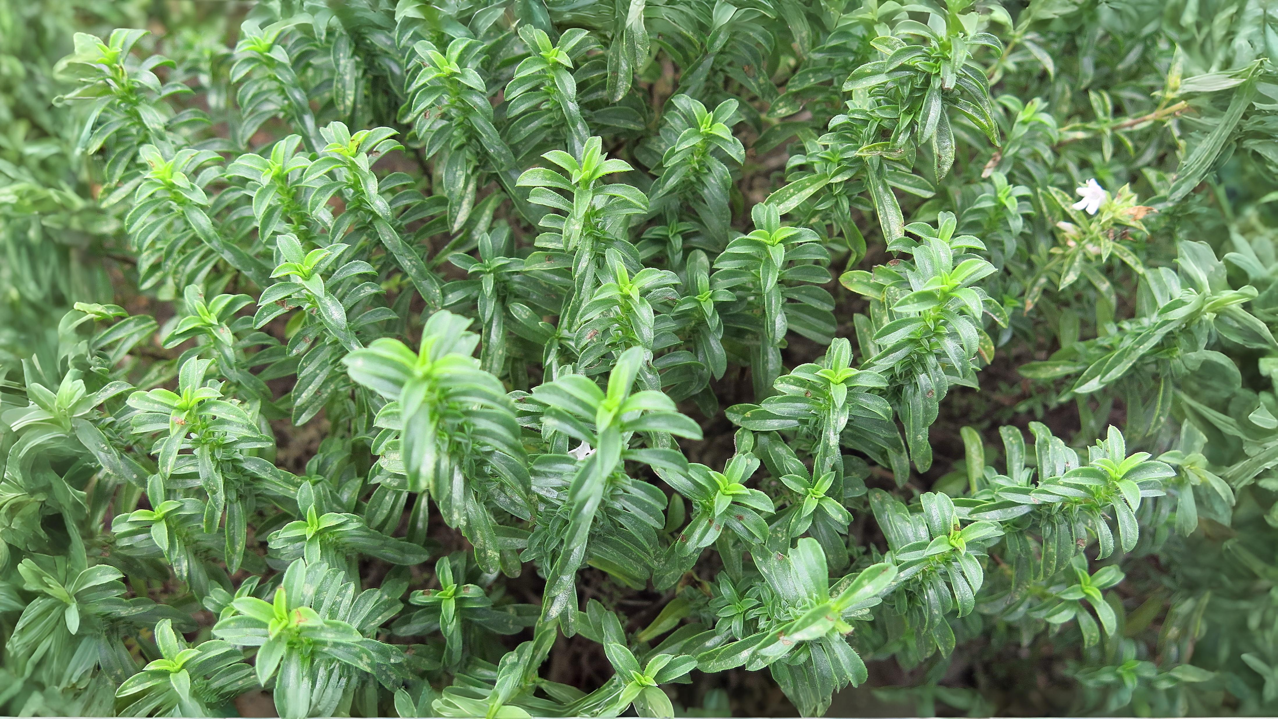 10-Oct October's Olfactory Oasis Section Image