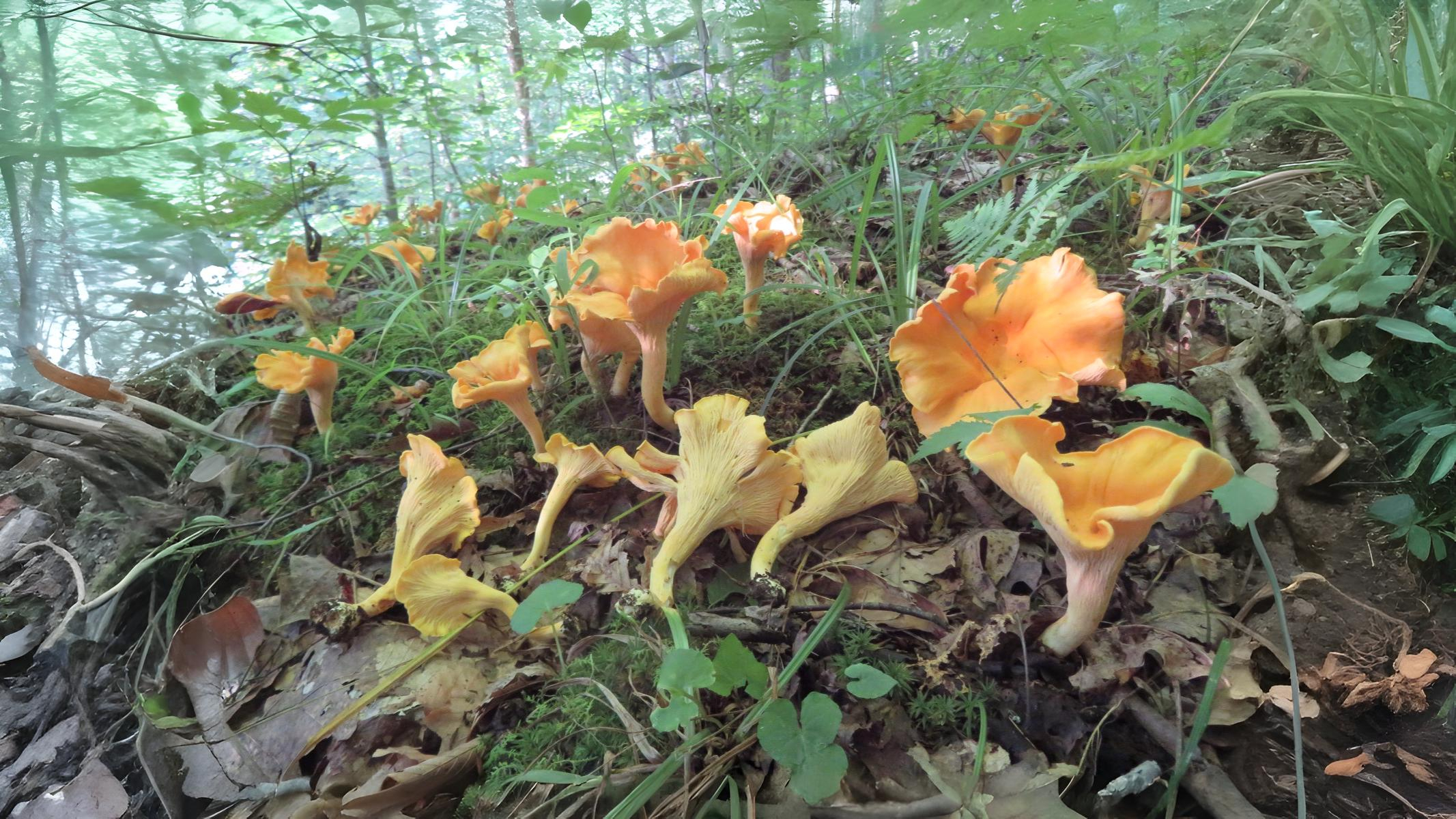 10-Oct October's Olfactory Oasis Section Image