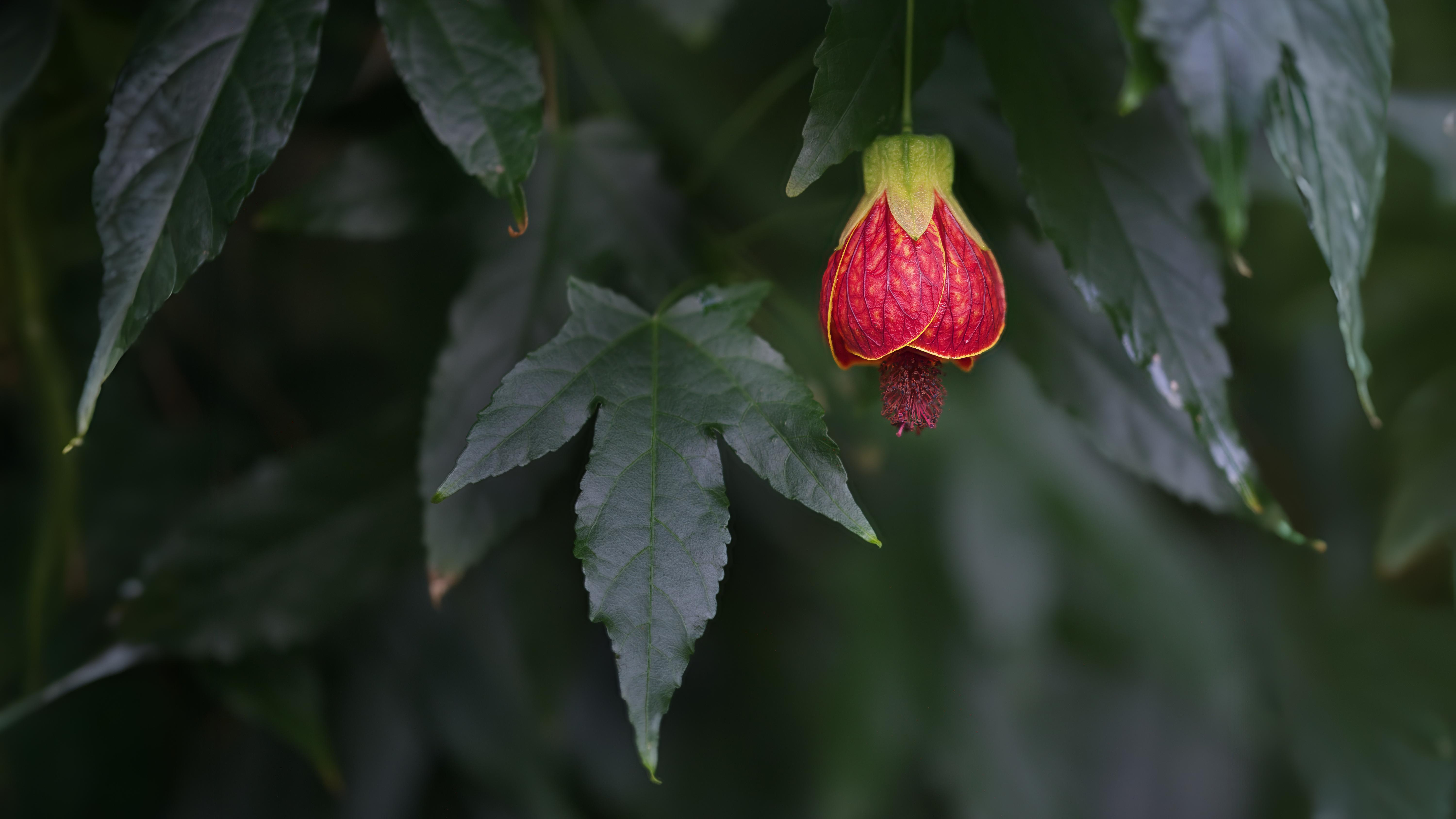 11-Oct October's Enduring Shrubs Section Image