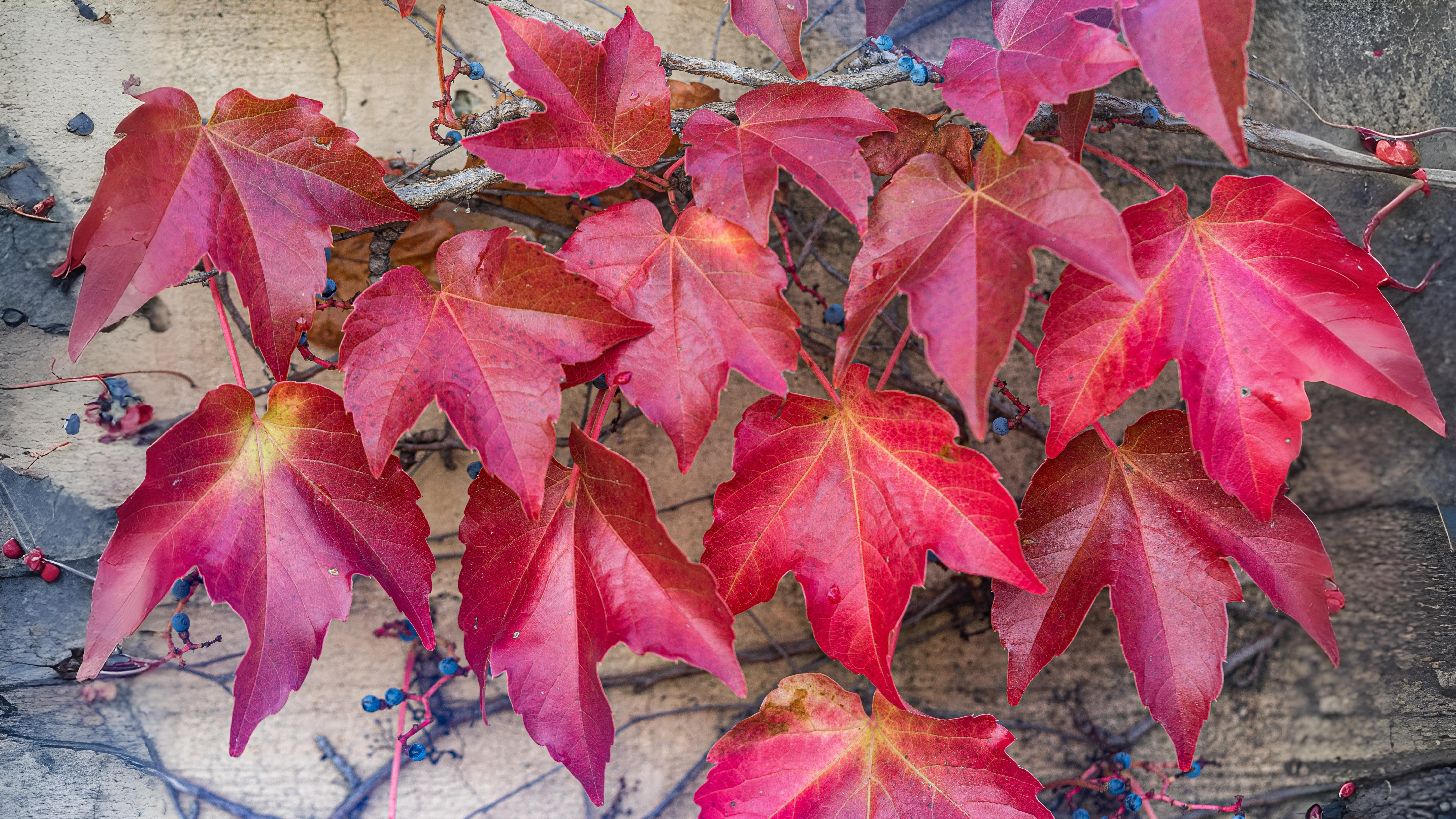 11-Oct October's Enduring Shrubs Section Image