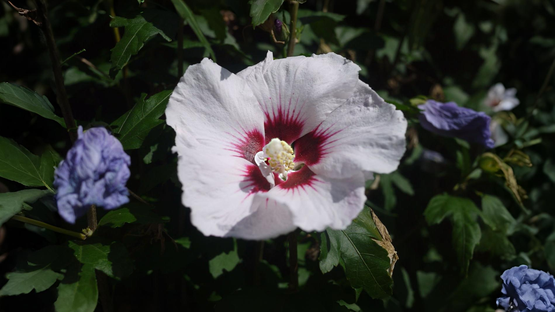 11-Oct October's Enduring Shrubs Section Image