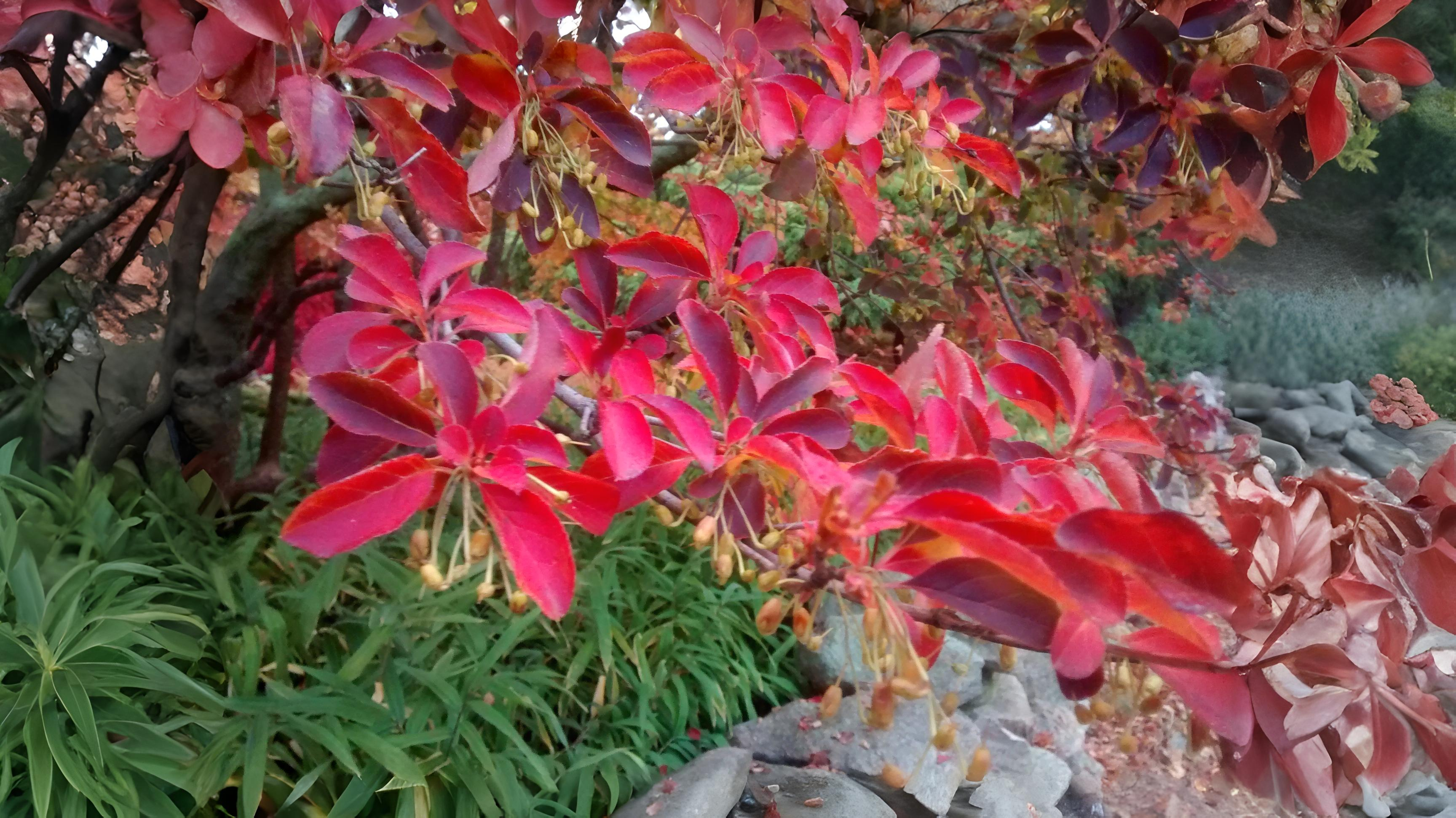 11-Oct October's Enduring Shrubs Section Image