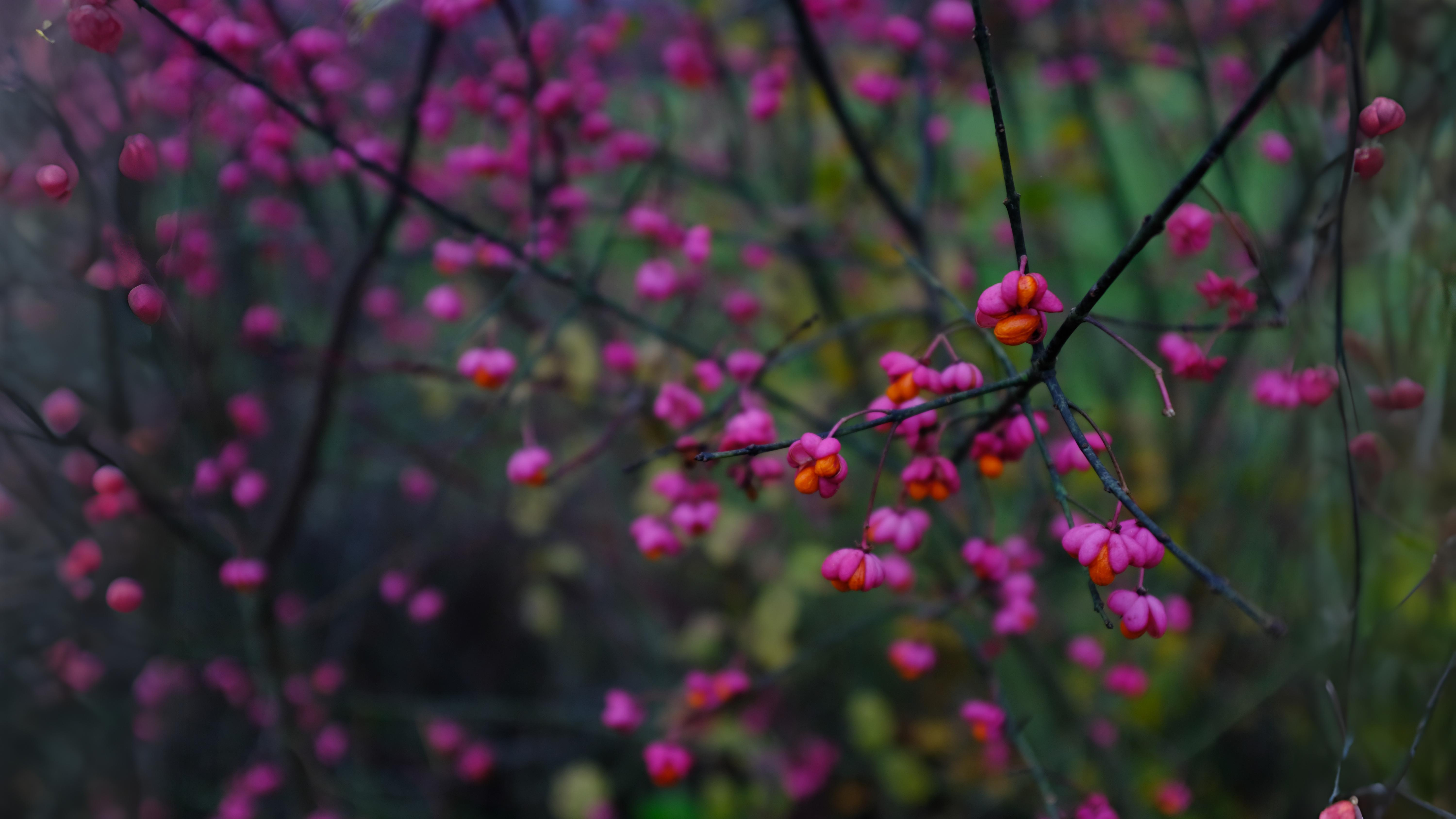 11-Oct October's Enduring Shrubs Section Image