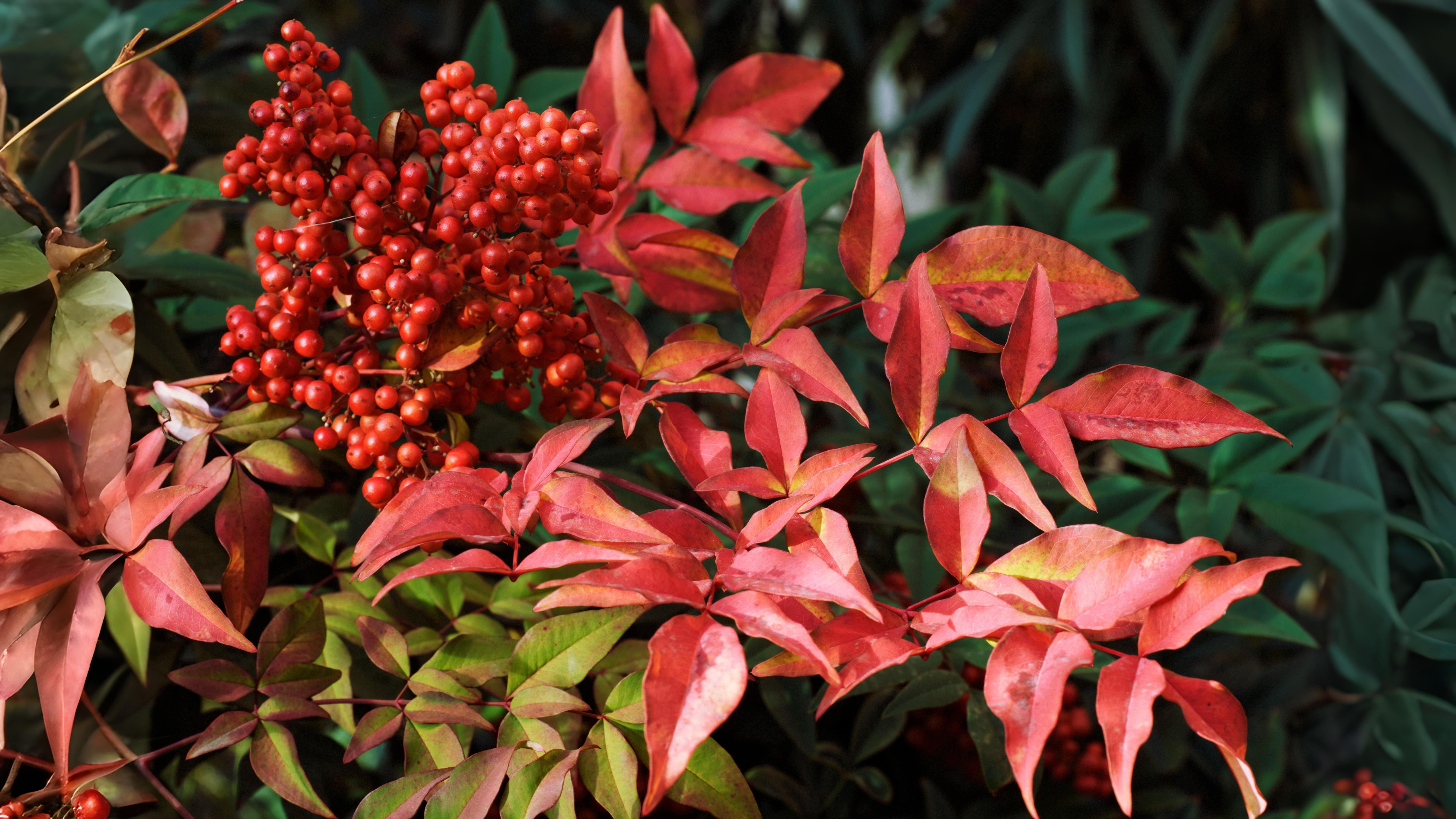 11-Oct October's Enduring Shrubs Section Image