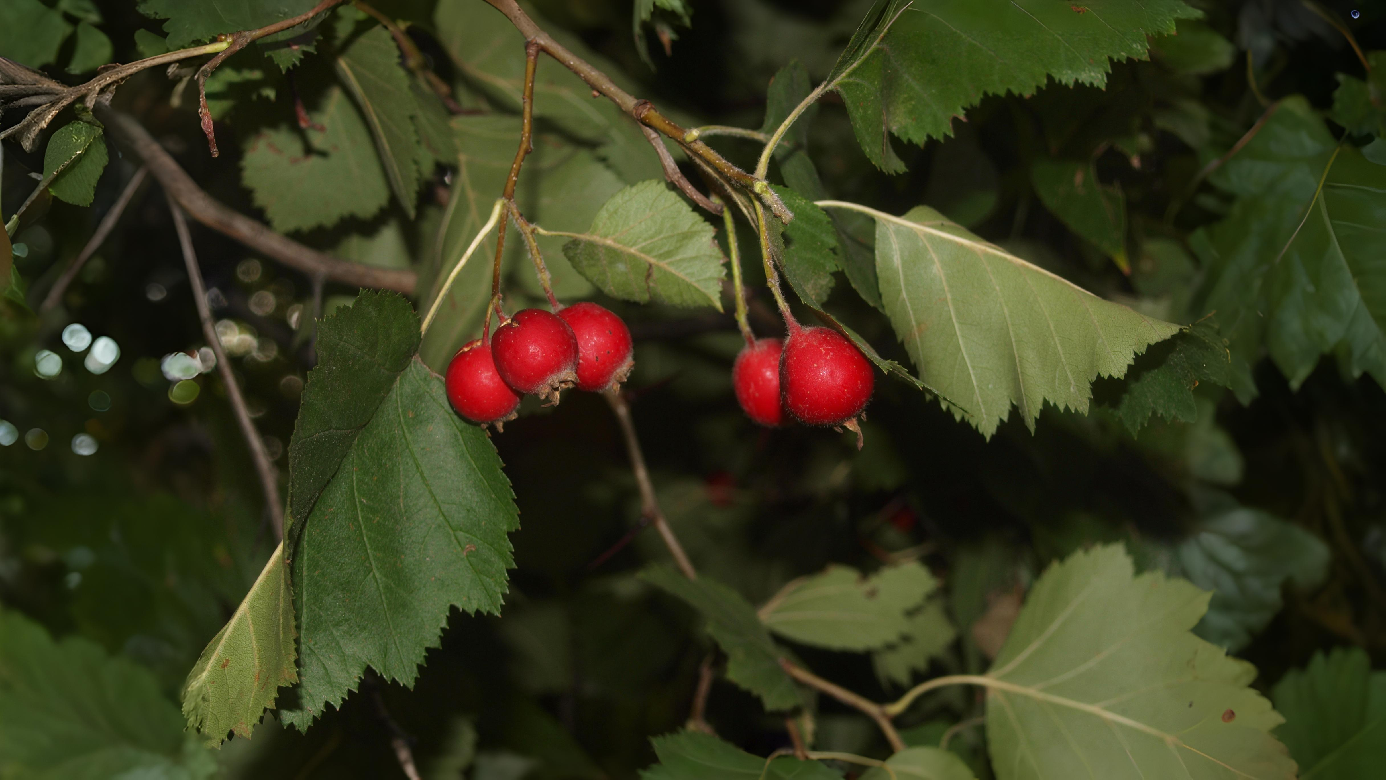 12-Oct October's Jewels Section Image