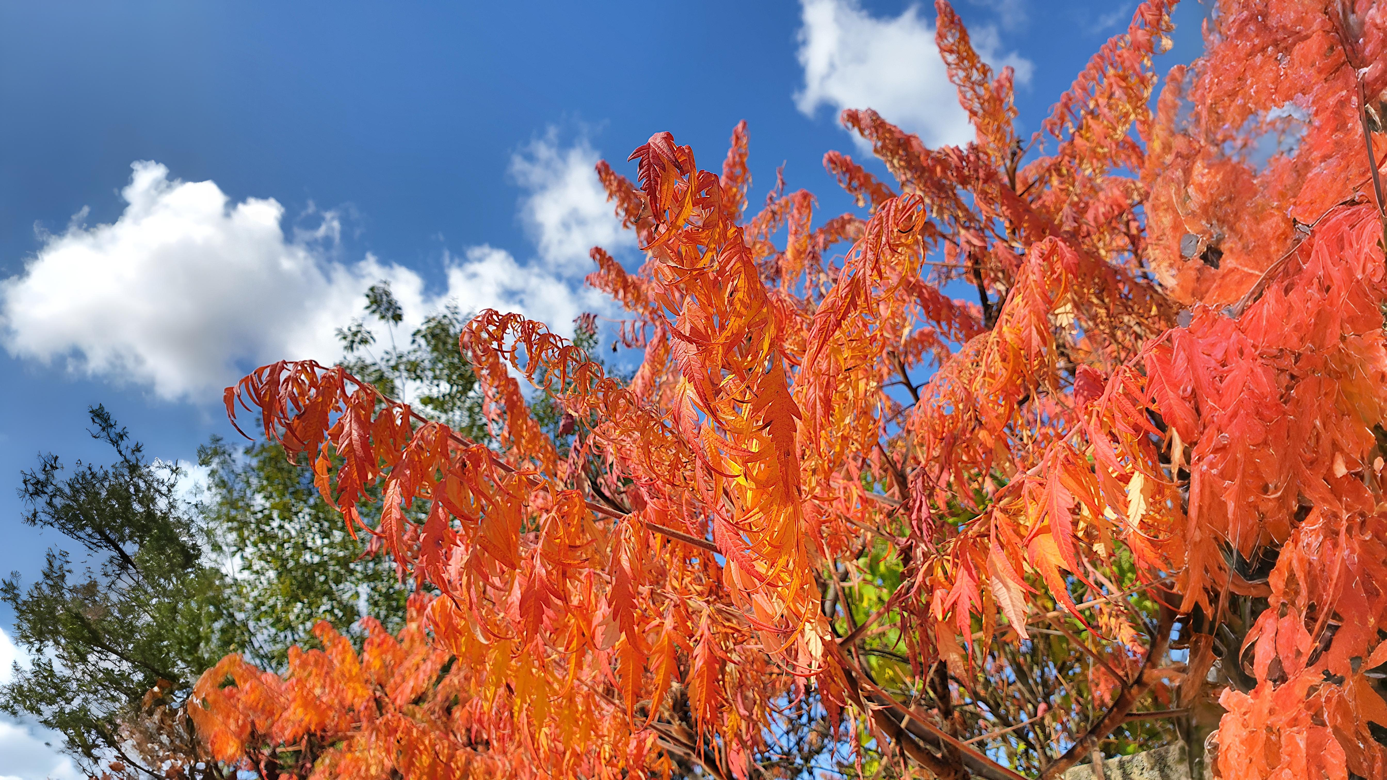 13-Oct October’s Blaze of Colour Section Image