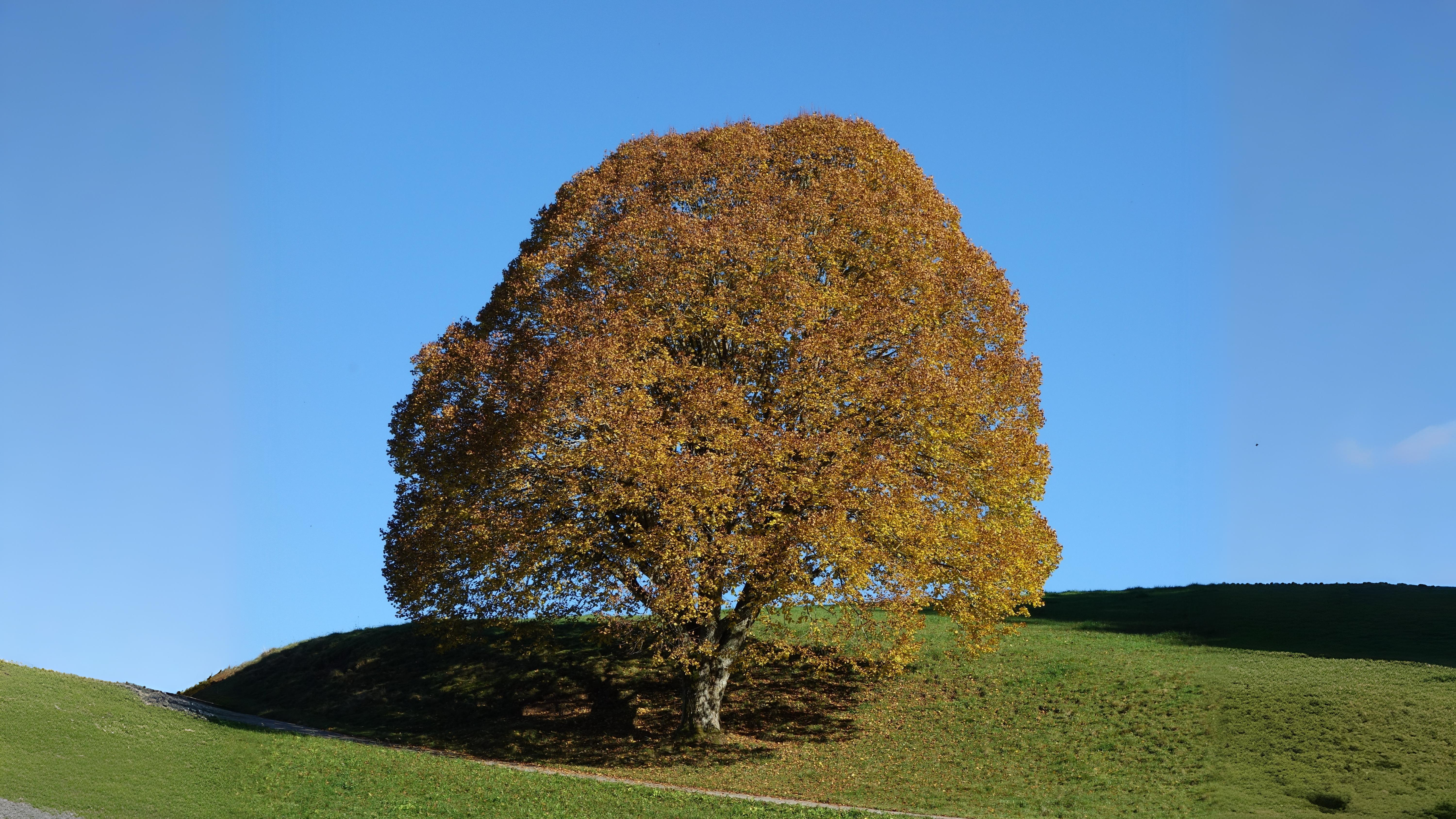 13-Oct October’s Blaze of Colour Section Image