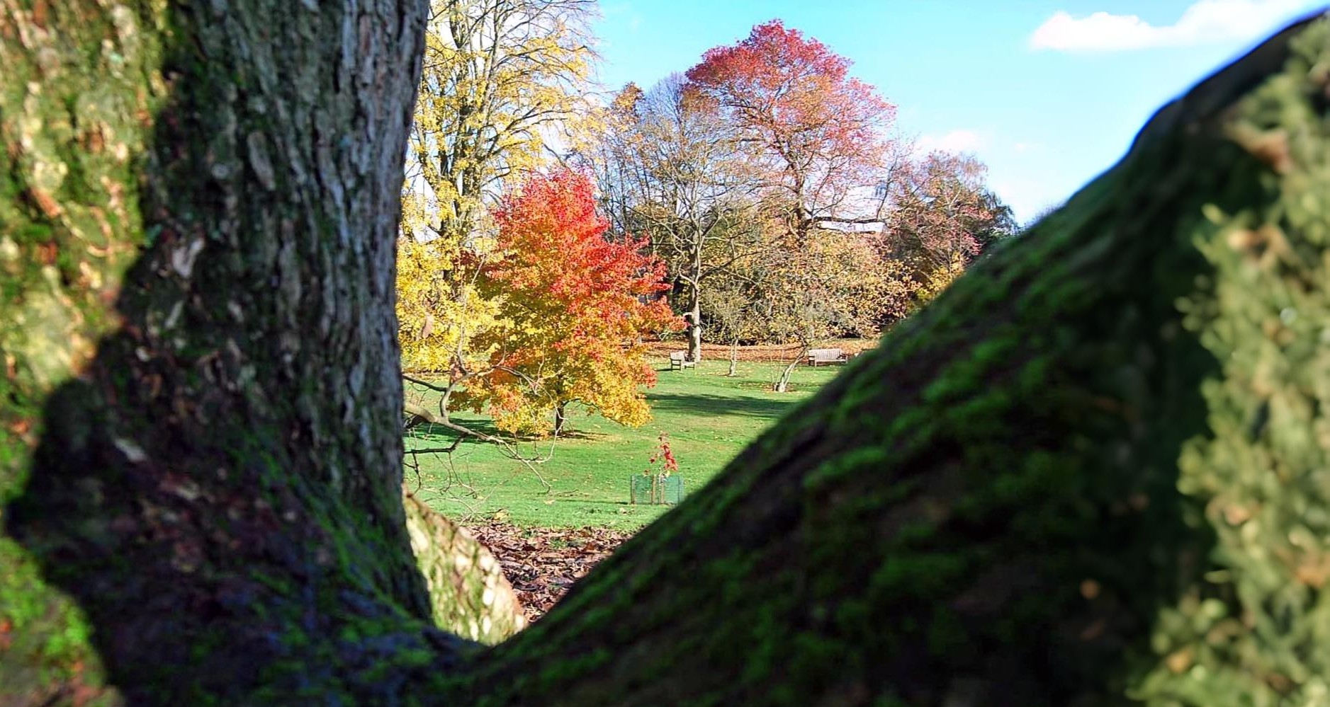 13-Oct October’s Blaze of Colour Section Image