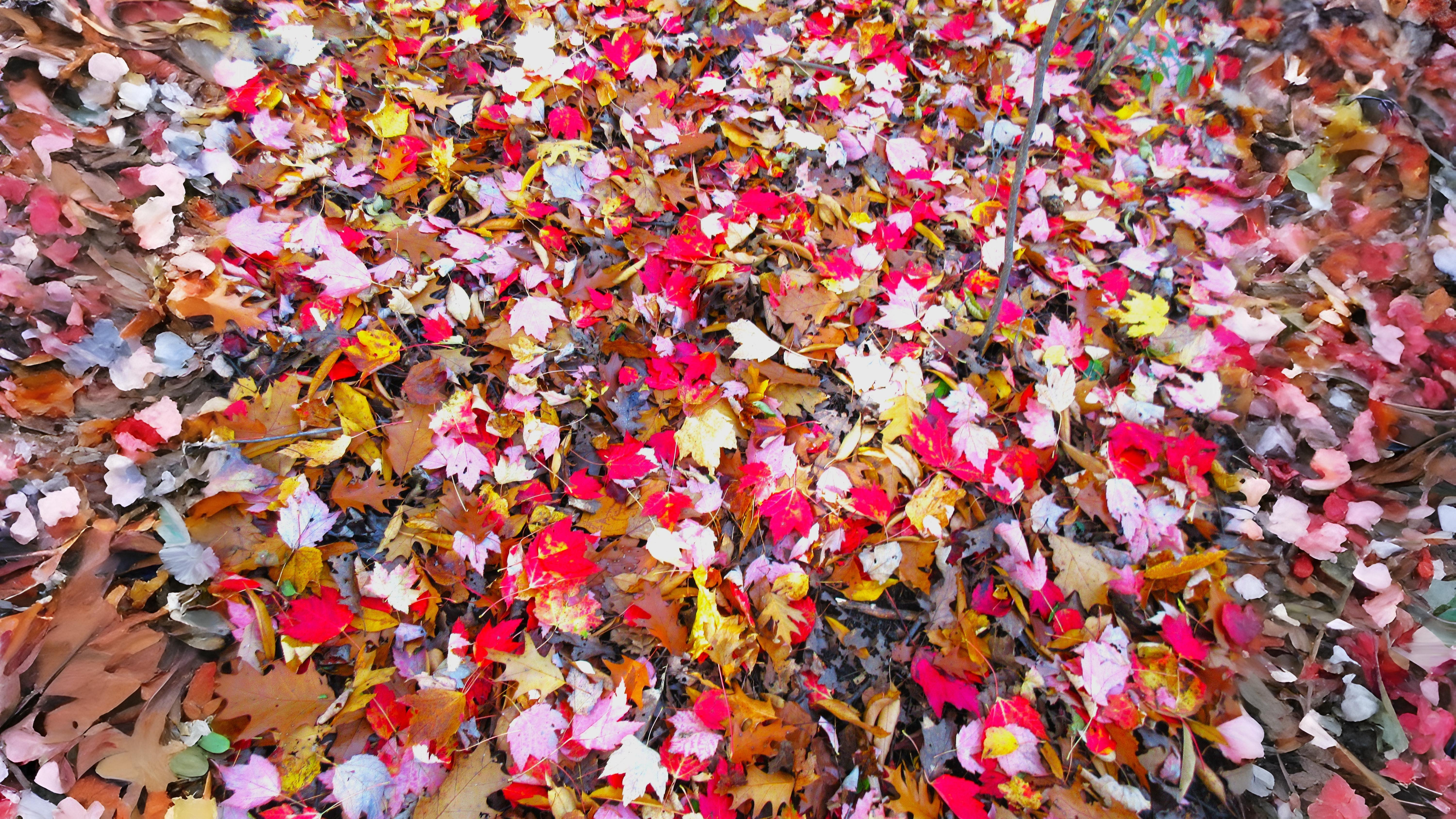 13-Oct October’s Blaze of Colour Section Image