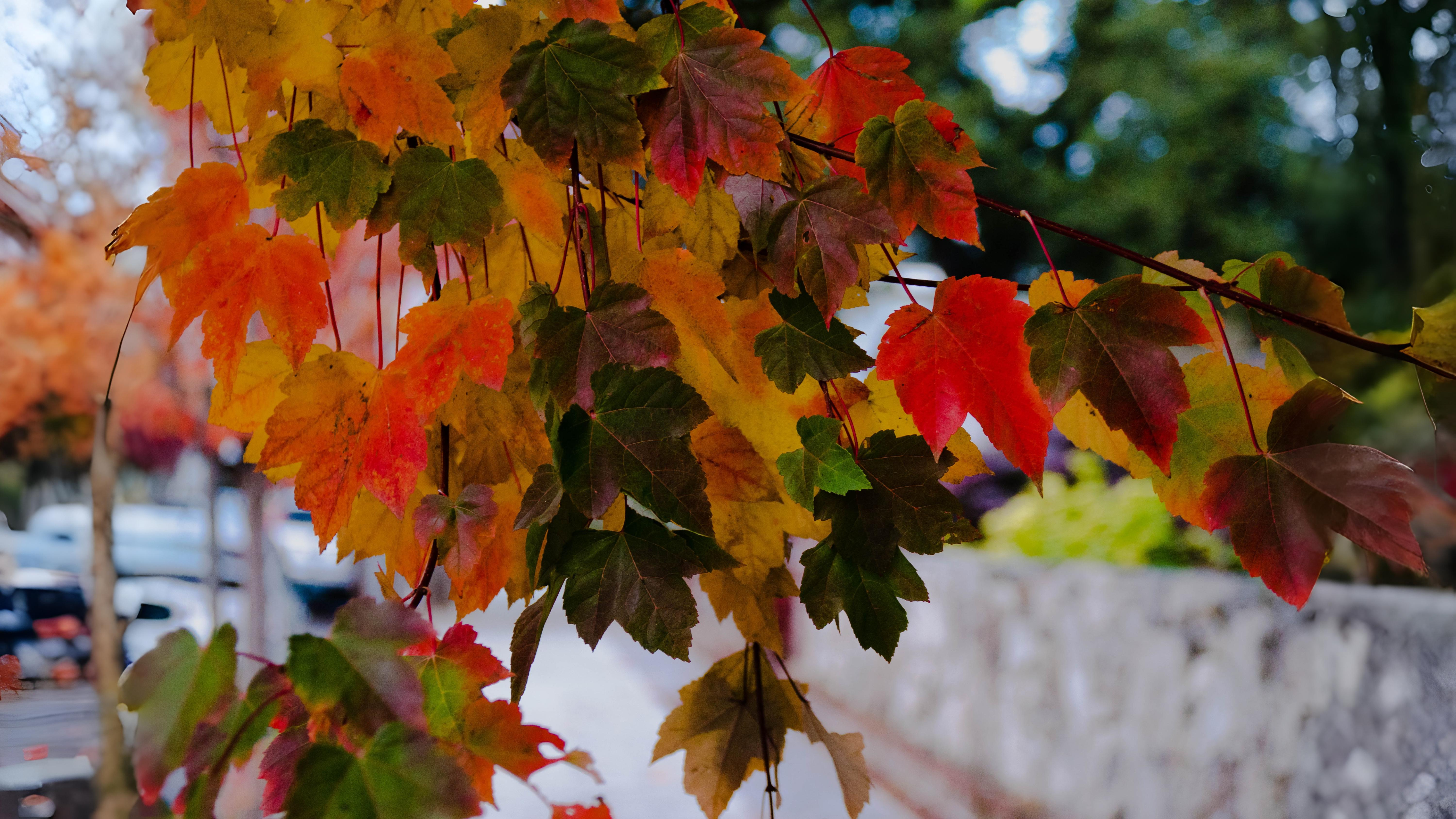 13-Oct October’s Blaze of Colour Section Image