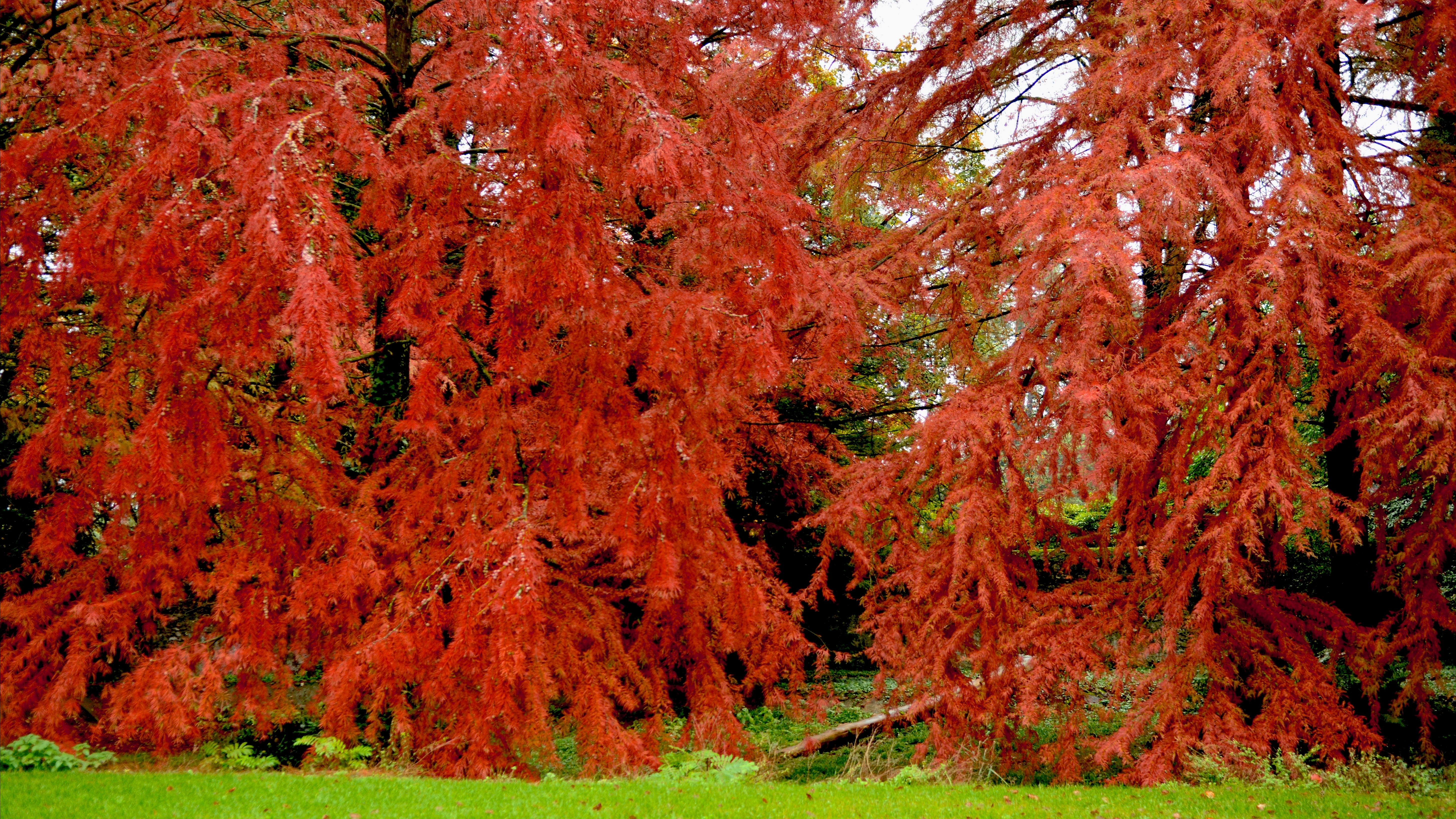 13-Oct October’s Blaze of Colour Section Image