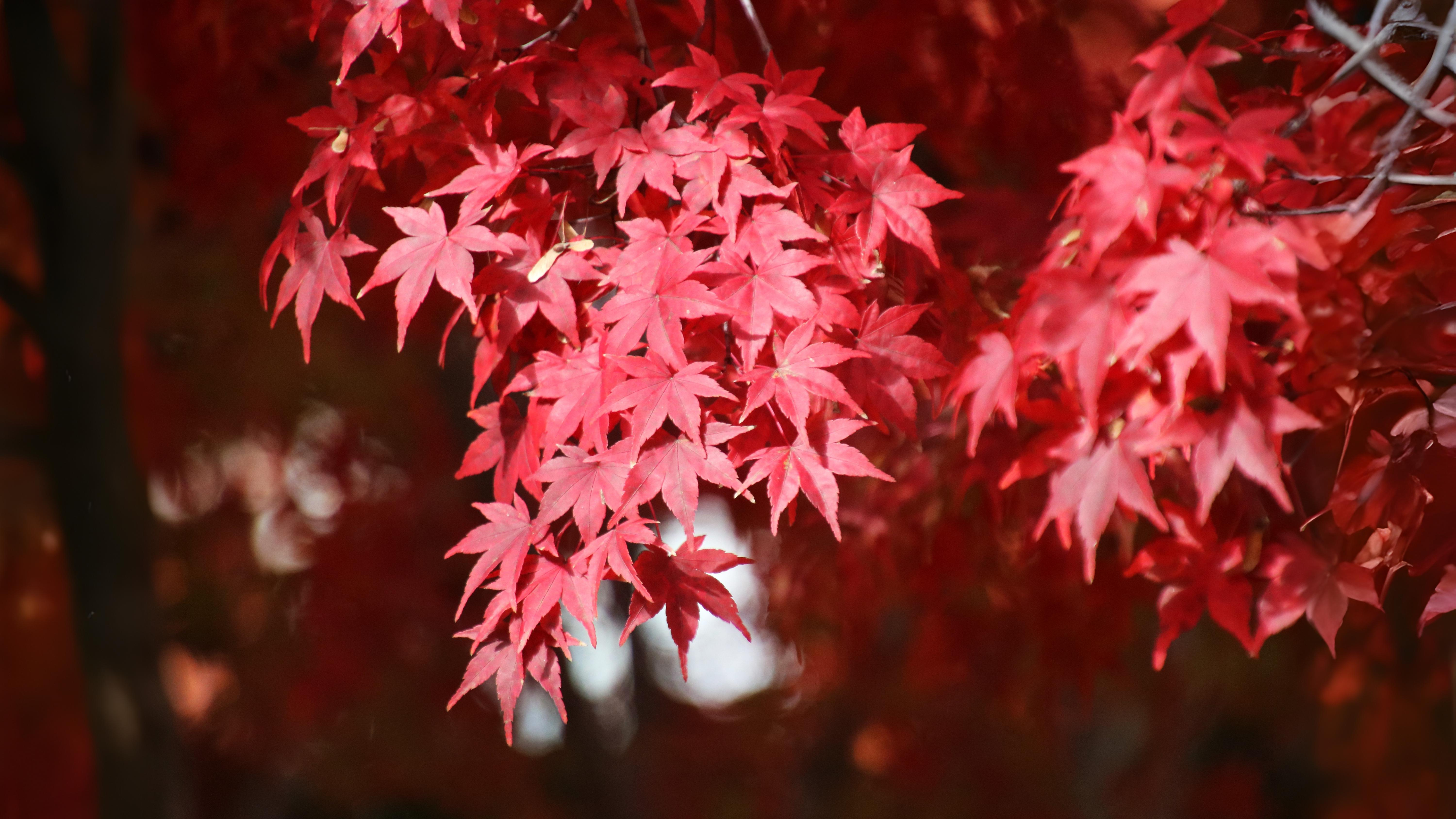 13-Oct October’s Blaze of Colour Section Image