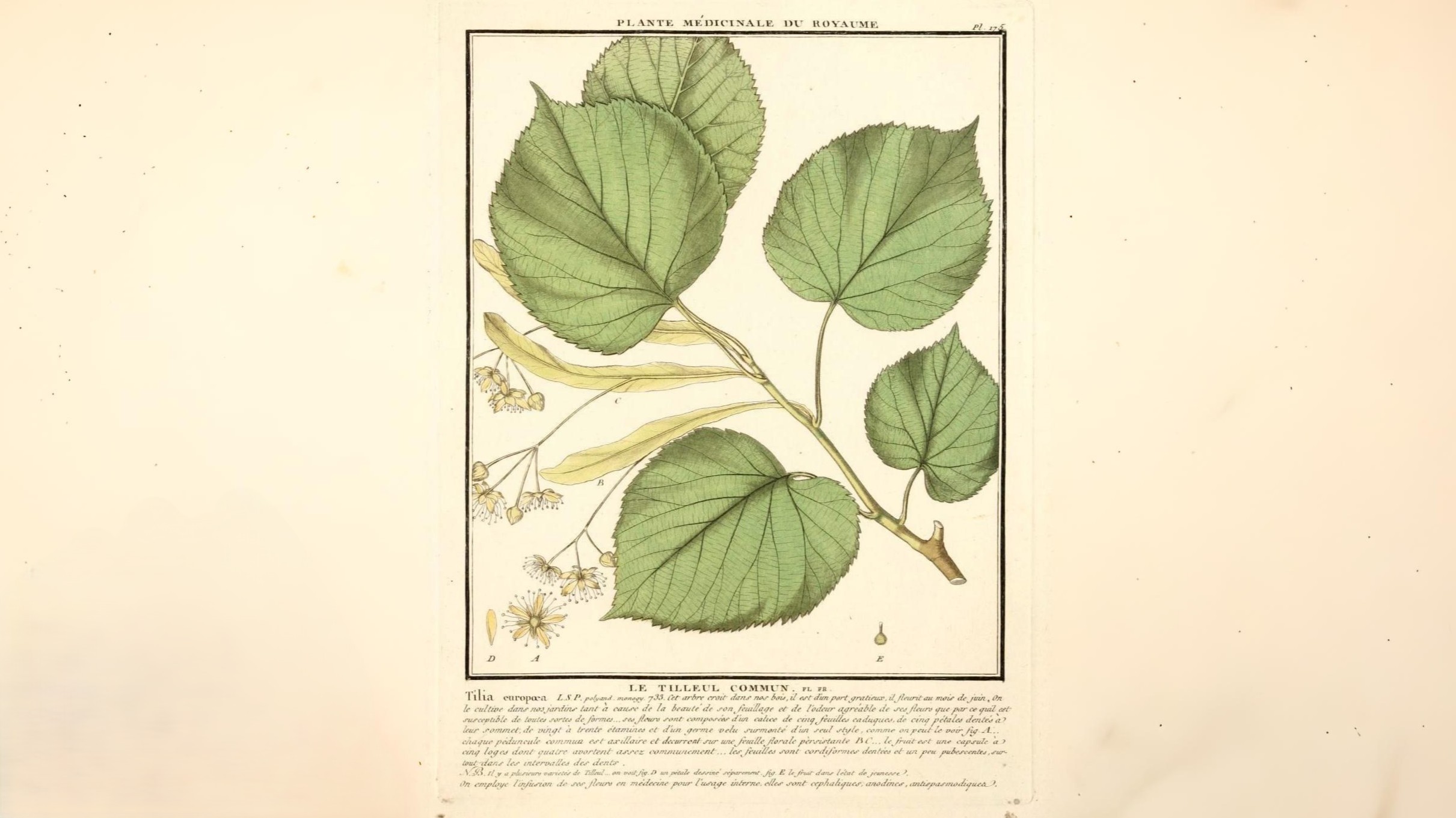 14-Oct London’s Rare Autumn Trees Section Image