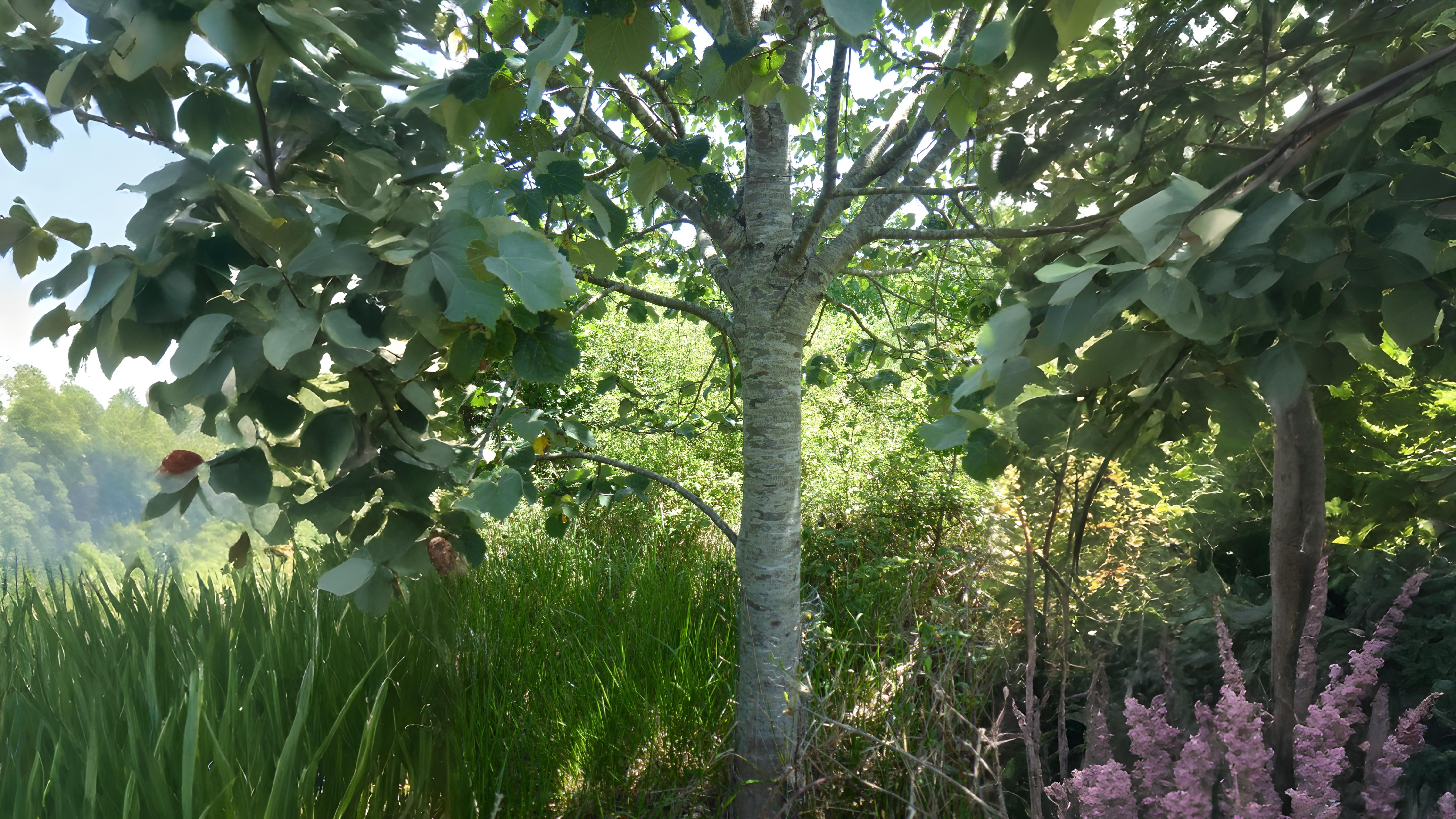 14-Oct London’s Rare Autumn Trees Section Image