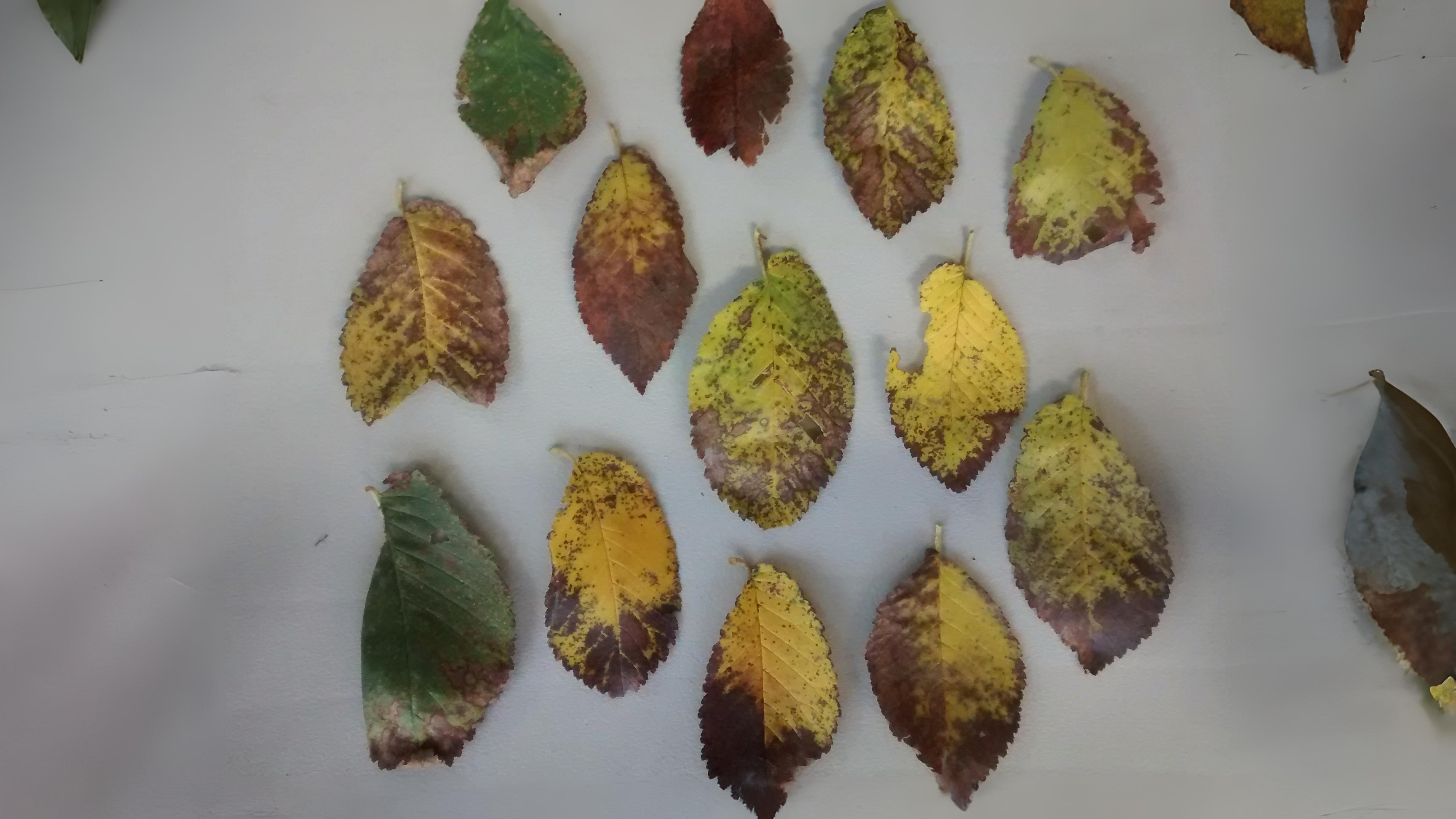 14-Oct London’s Rare Autumn Trees Section Image