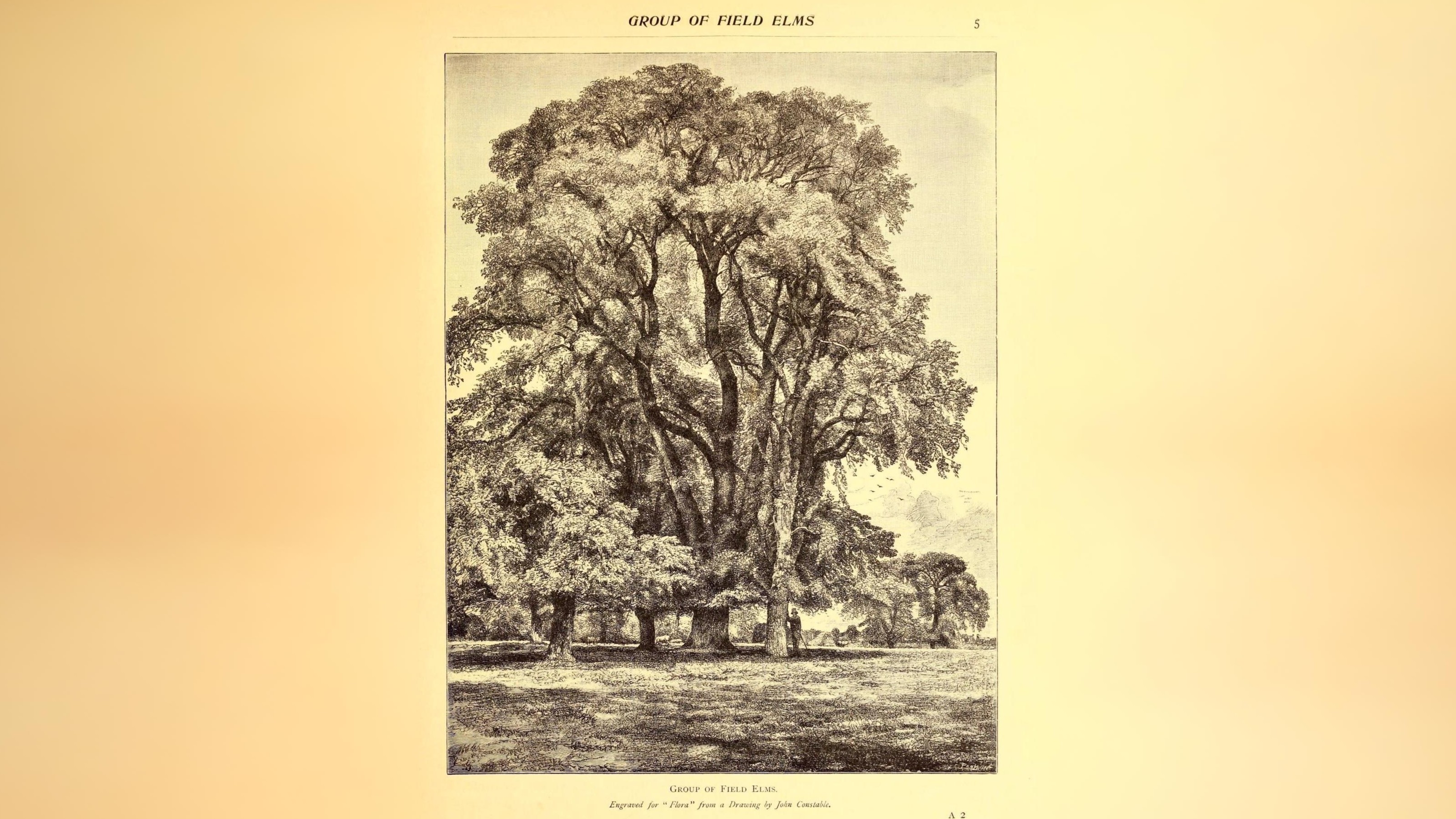 14-Oct London’s Rare Autumn Trees Section Image