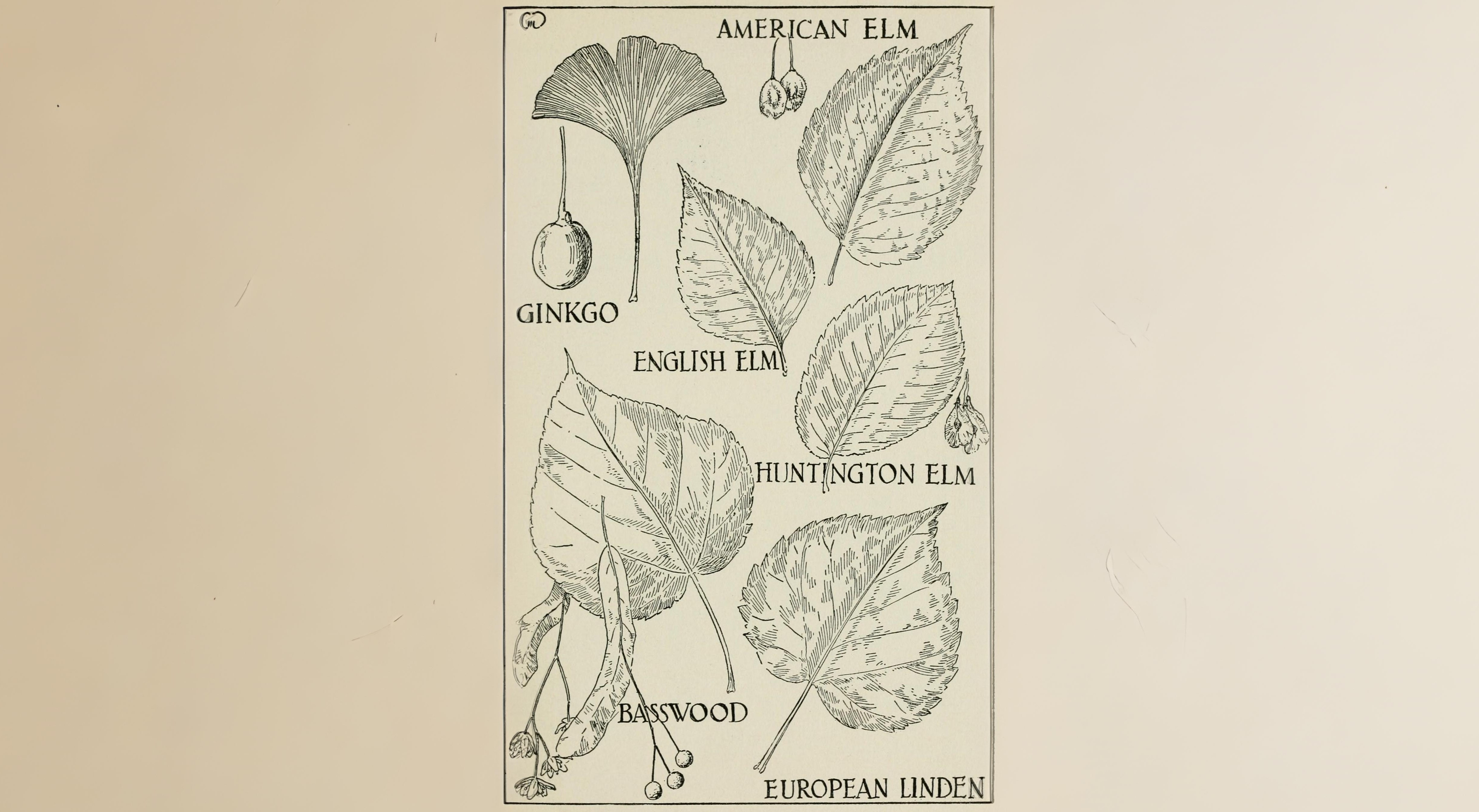 14-Oct London’s Rare Autumn Trees Section Image