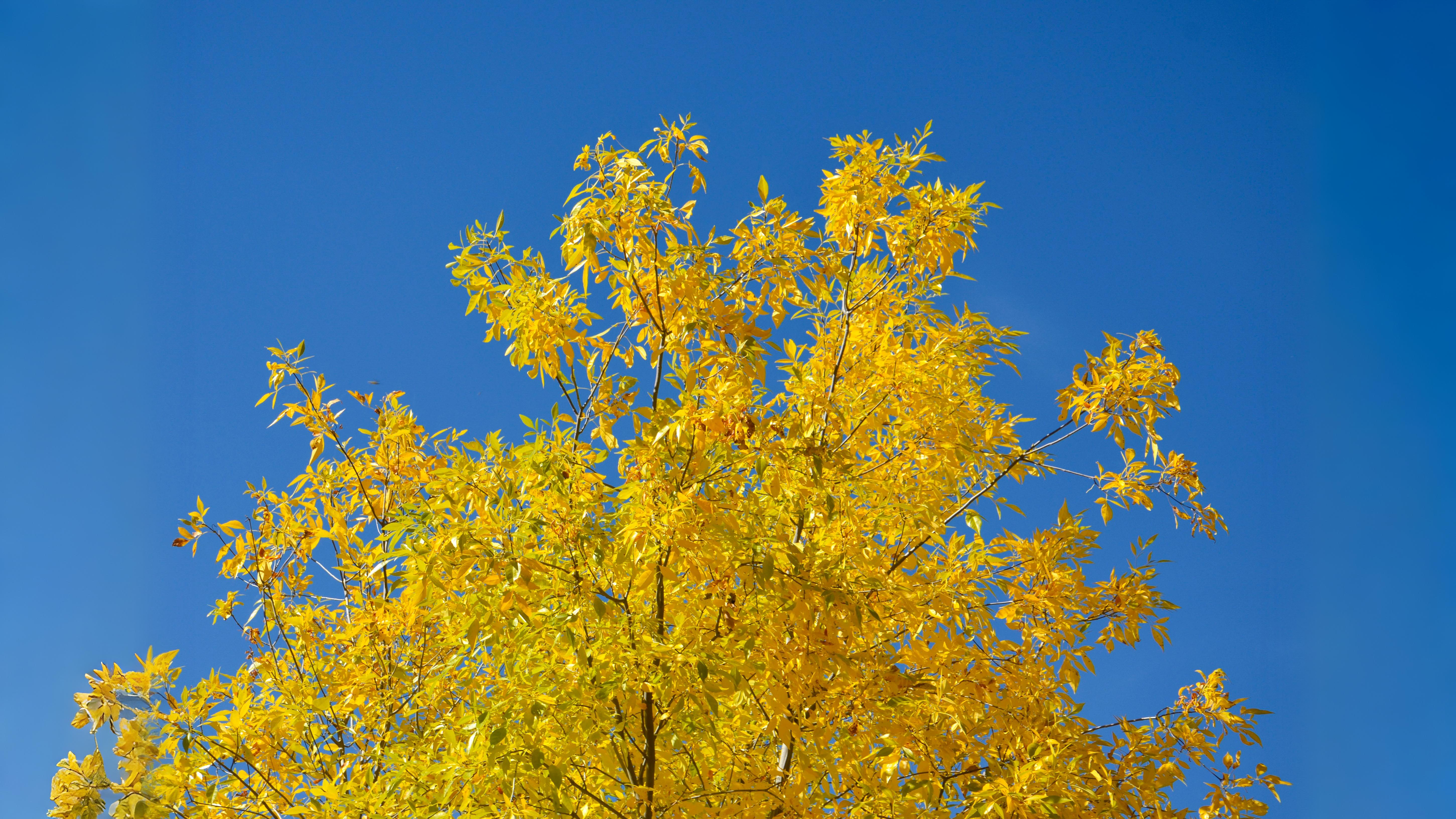 14-Oct London’s Rare Autumn Trees Section Image