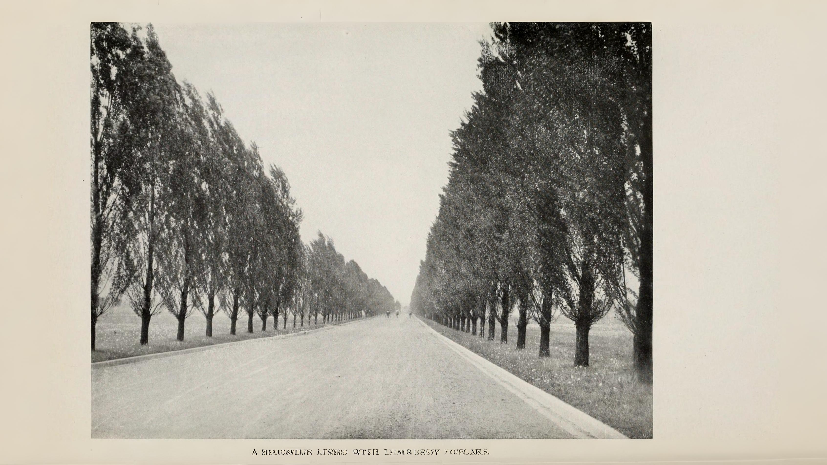 14-Oct London’s Rare Autumn Trees Section Image