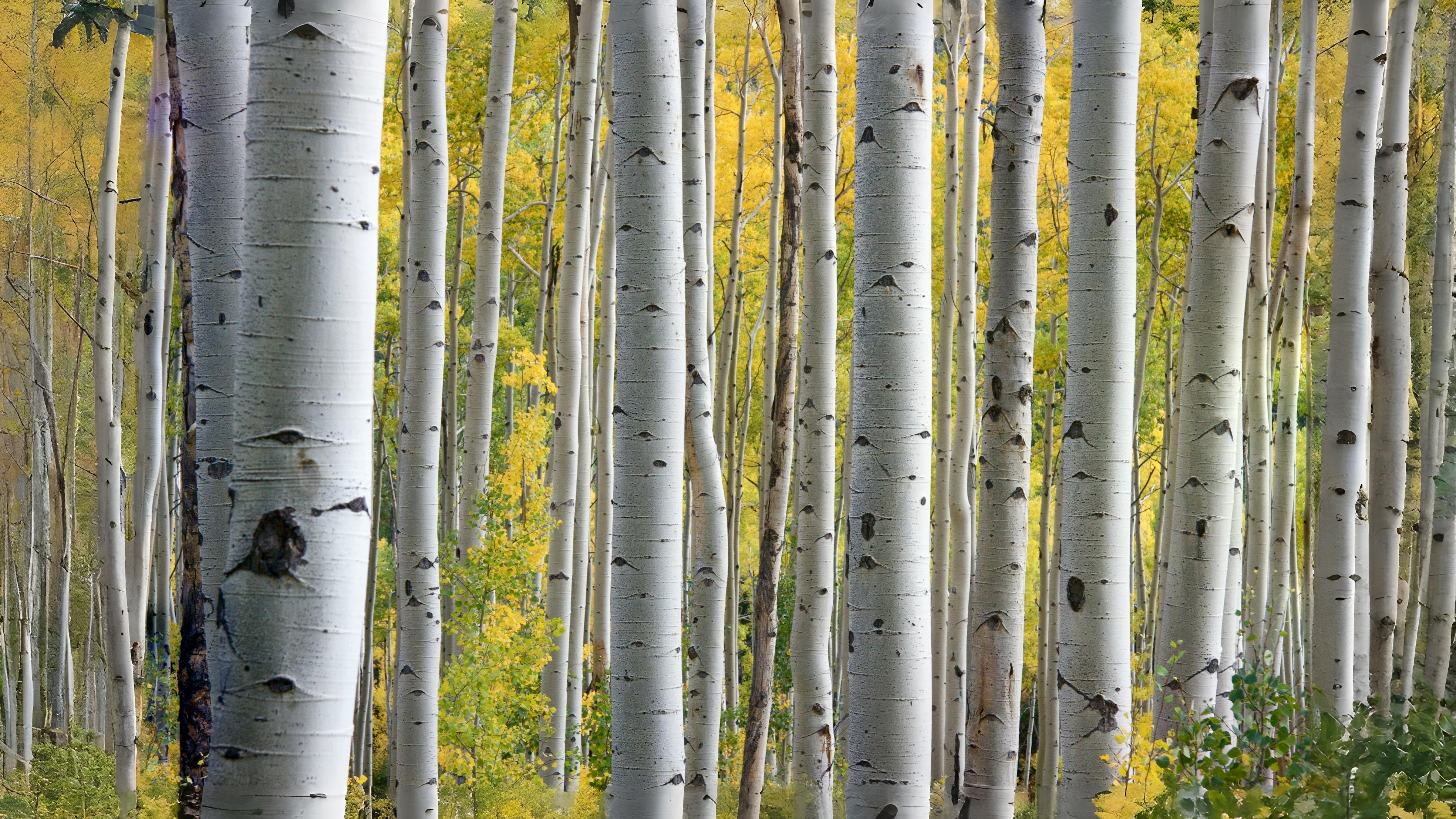 14-Oct London’s Rare Autumn Trees Section Image