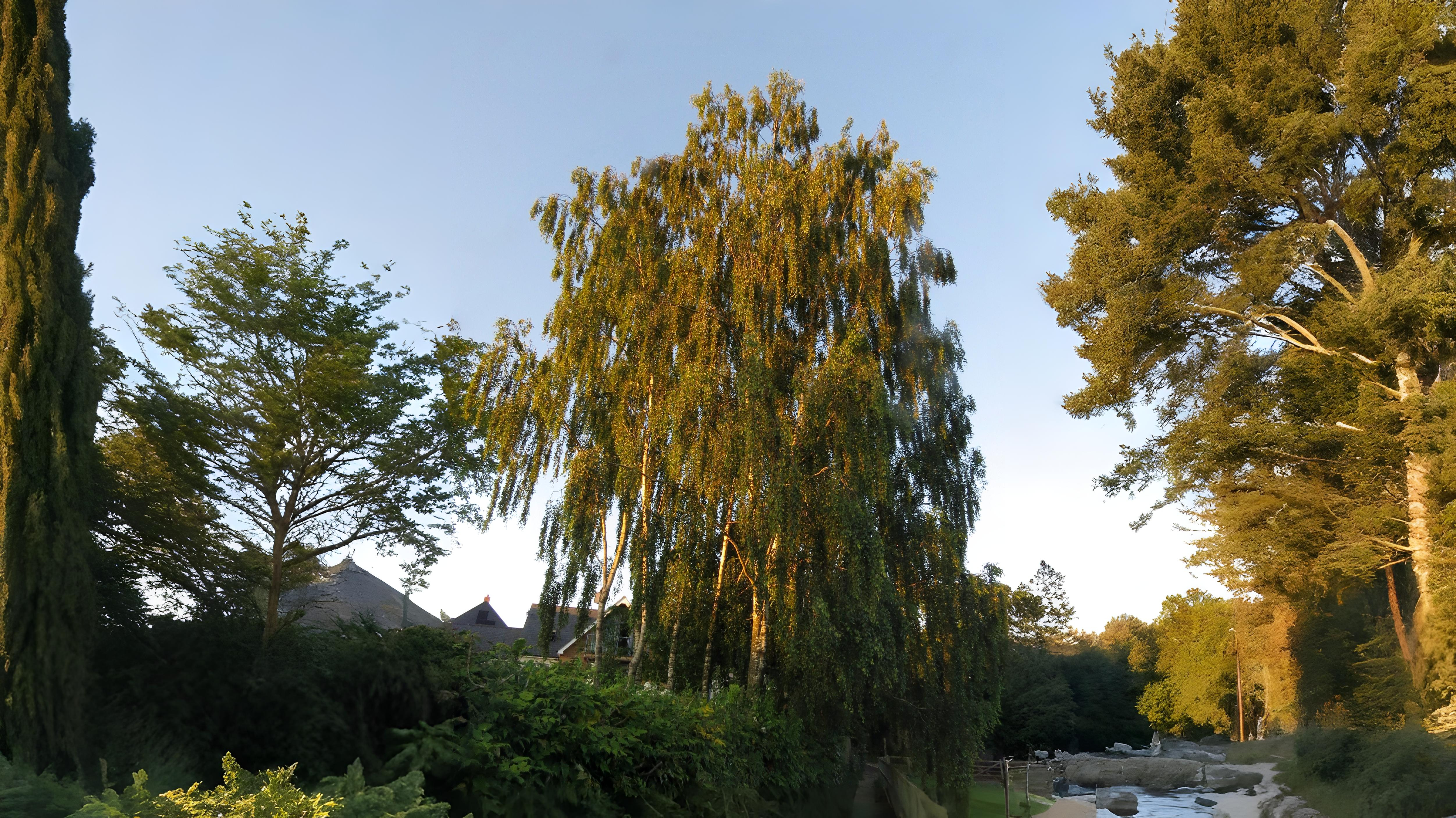 14-Oct London’s Rare Autumn Trees Section Image